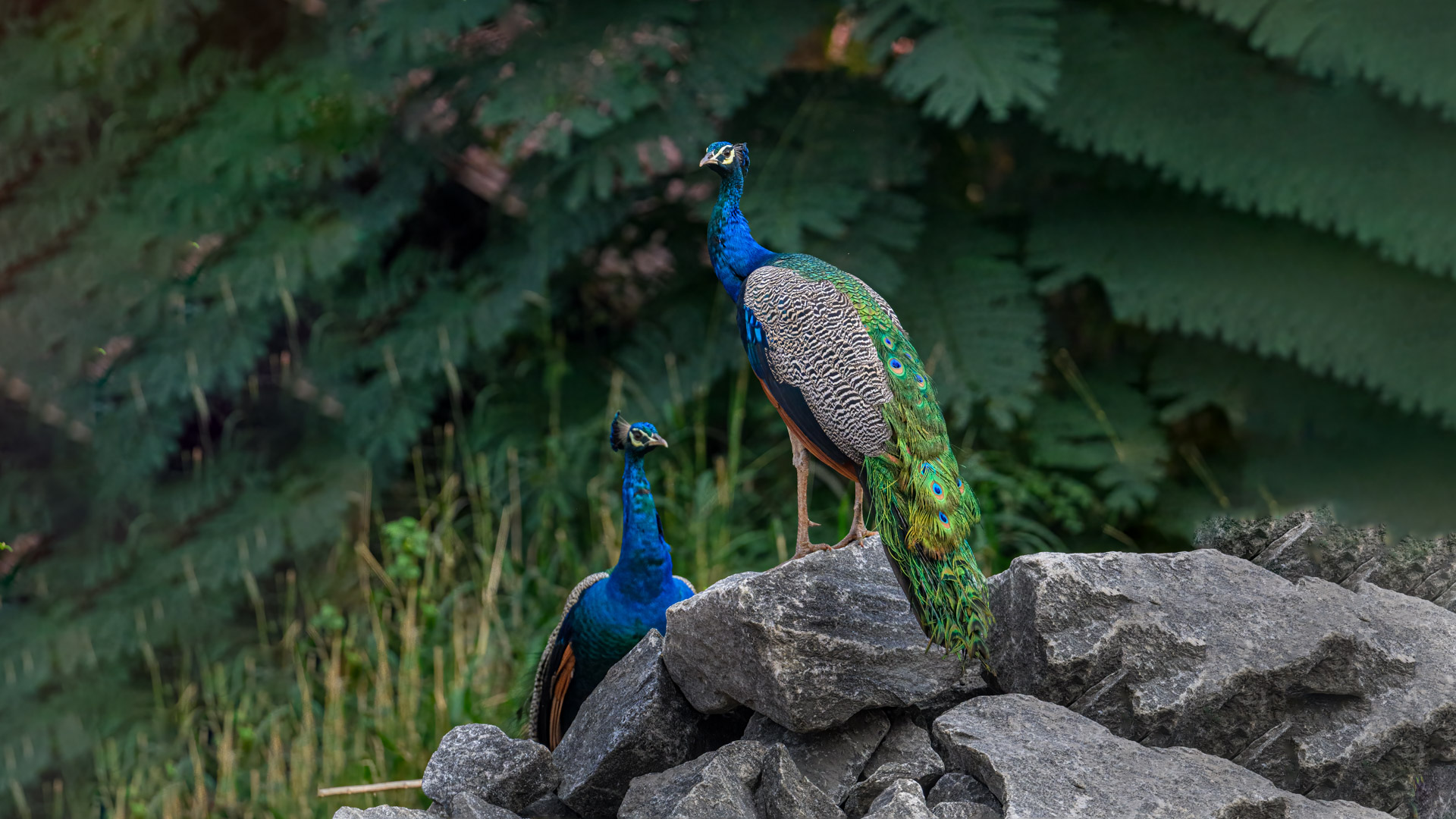 Indian Peafowl