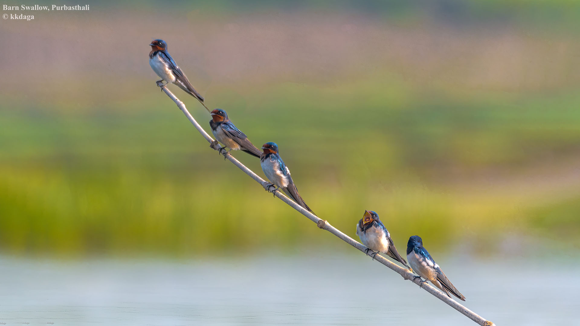 Barn Swallow