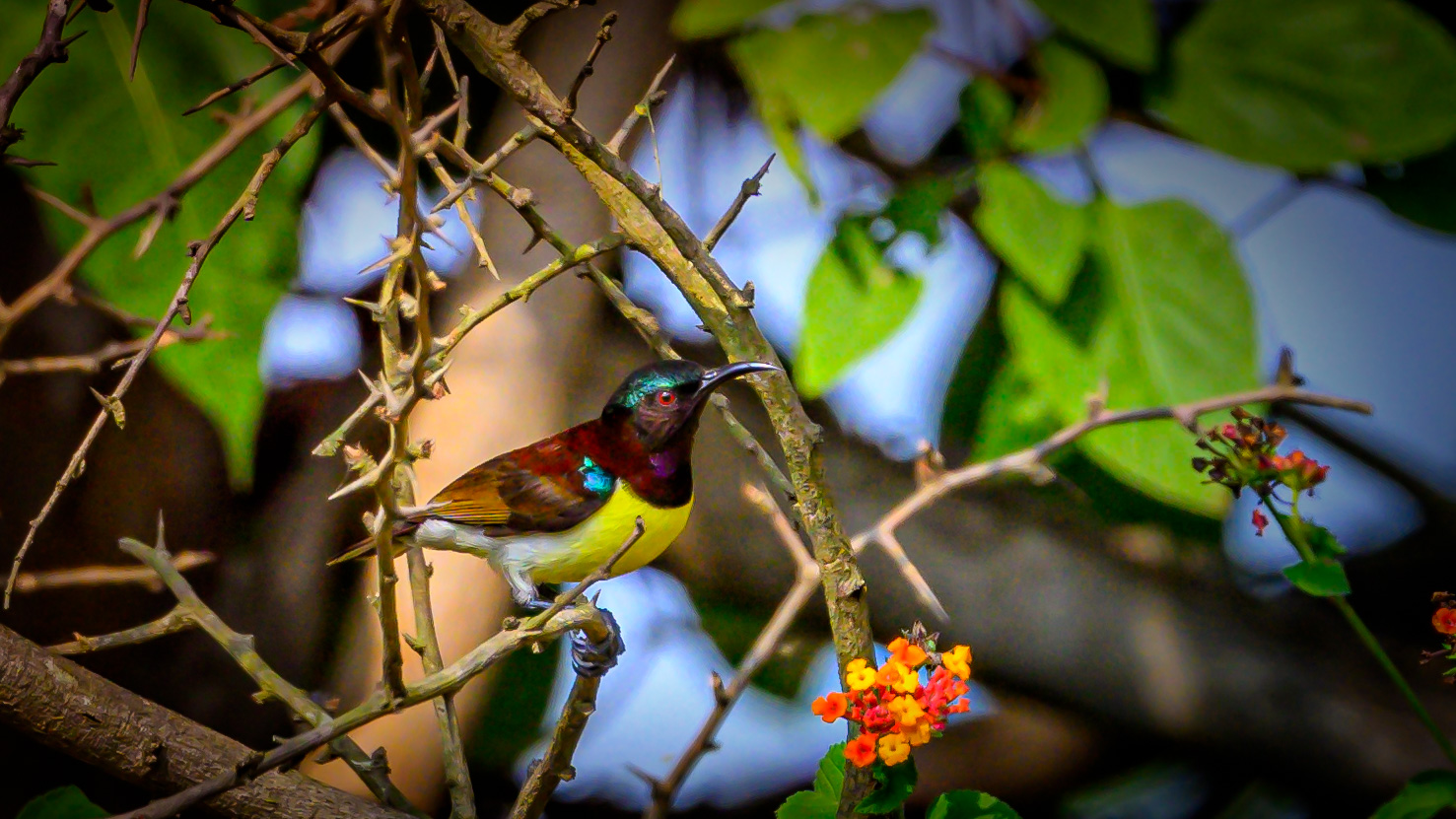 Purple-Rumped Sunbird