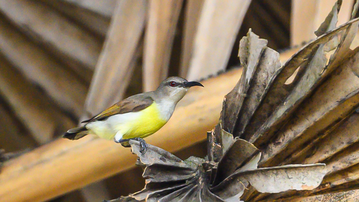 Purple-Rumped Sunbird (female)