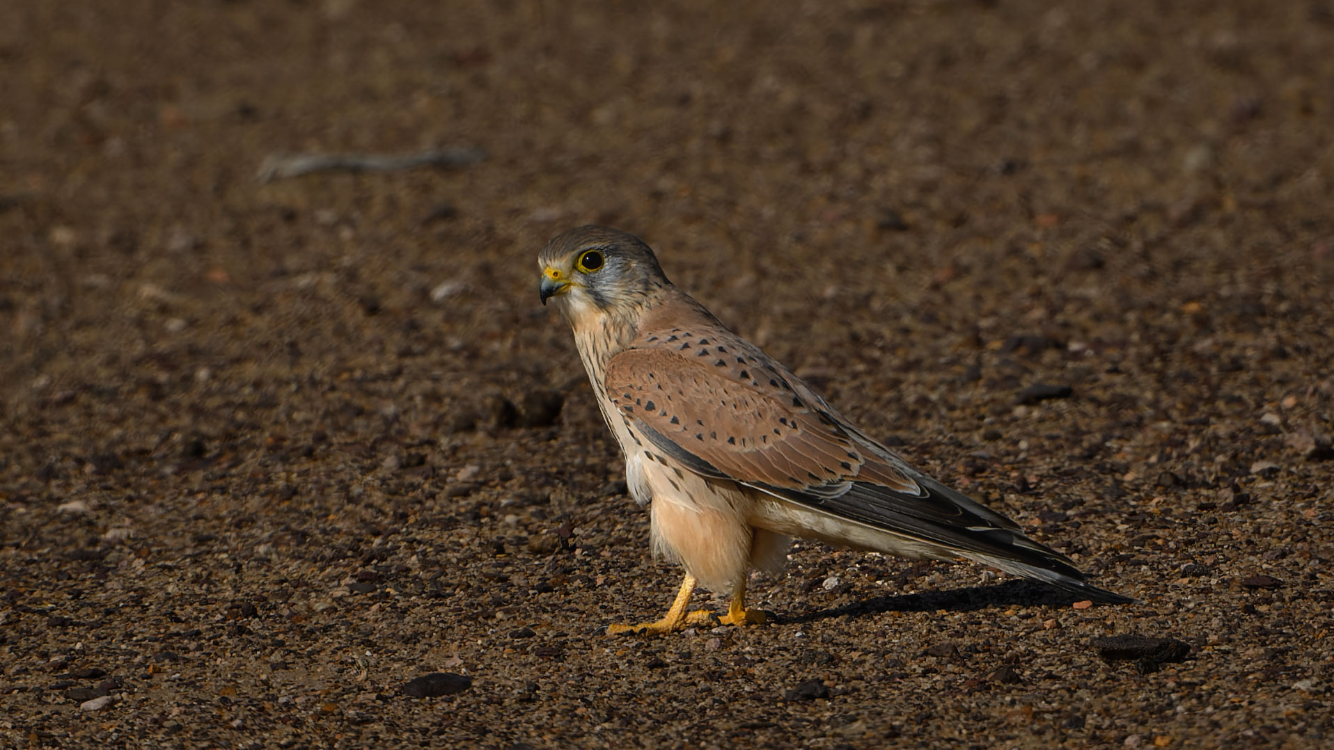 Common Kestrel