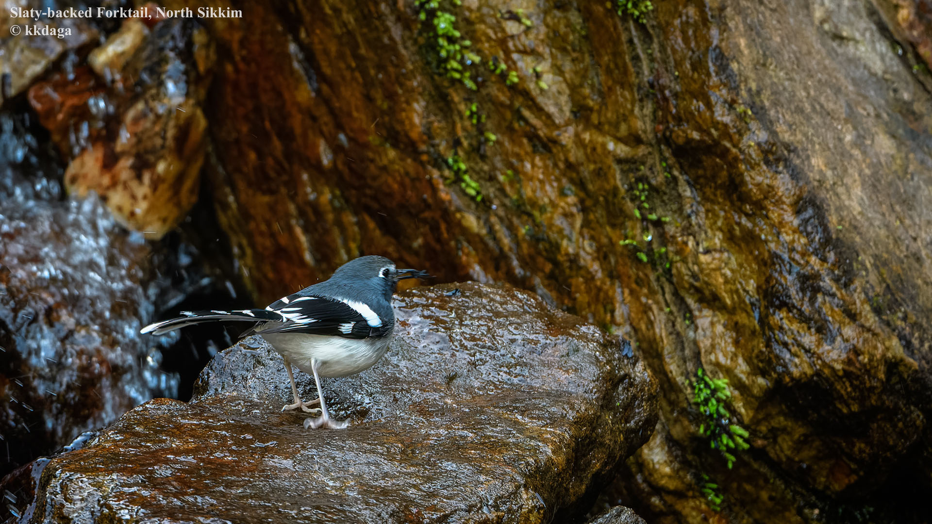 Slaty-Backed Forktail