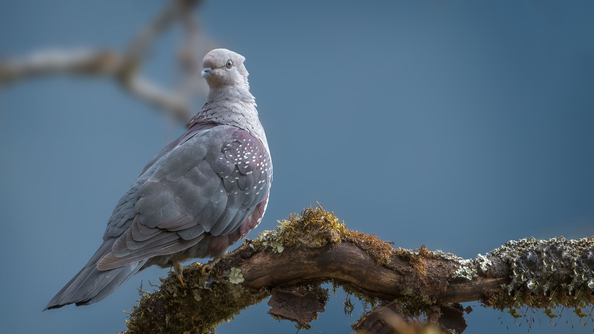 Speckled Wood Pigeon