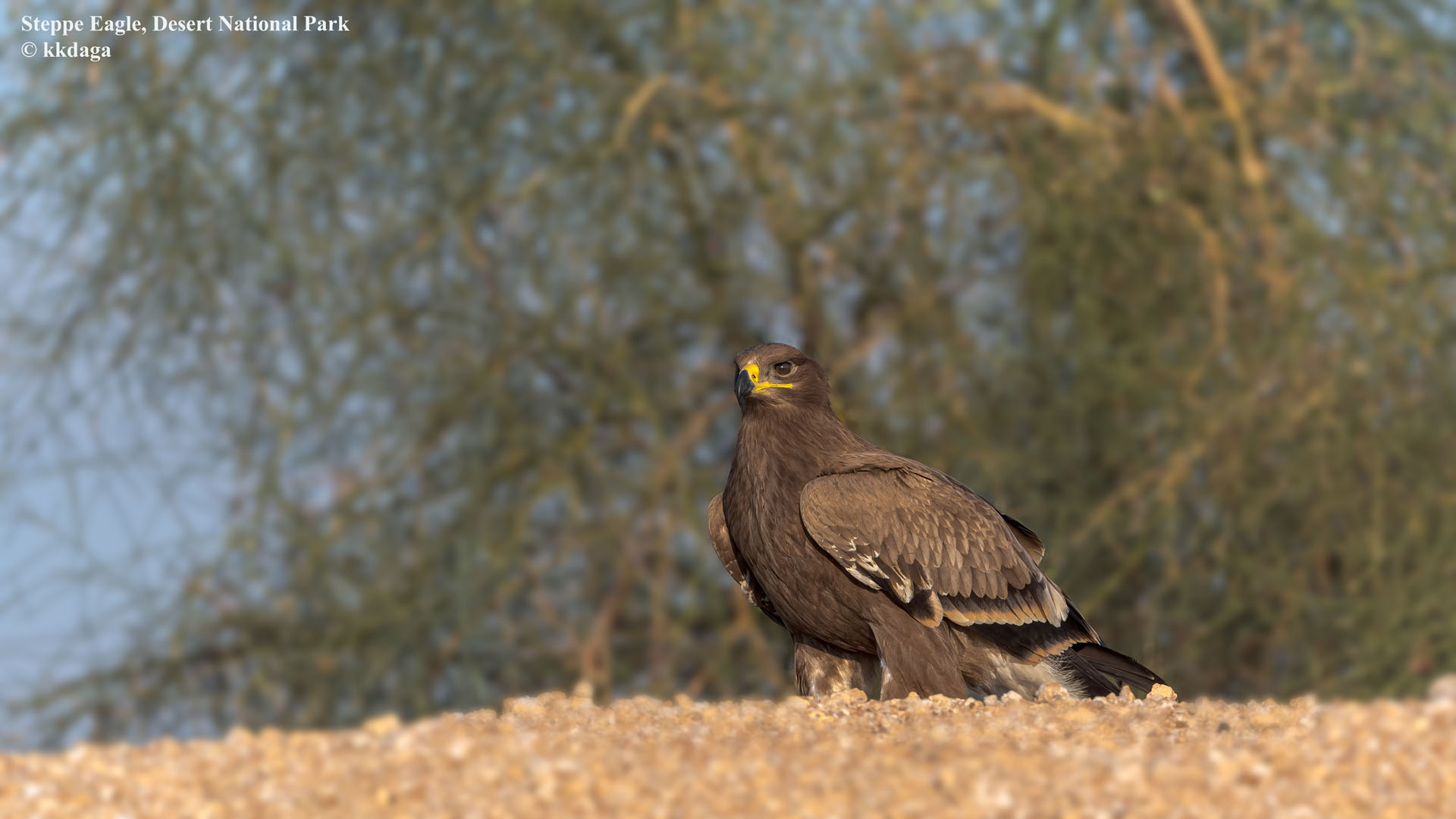 Steppe Eagle