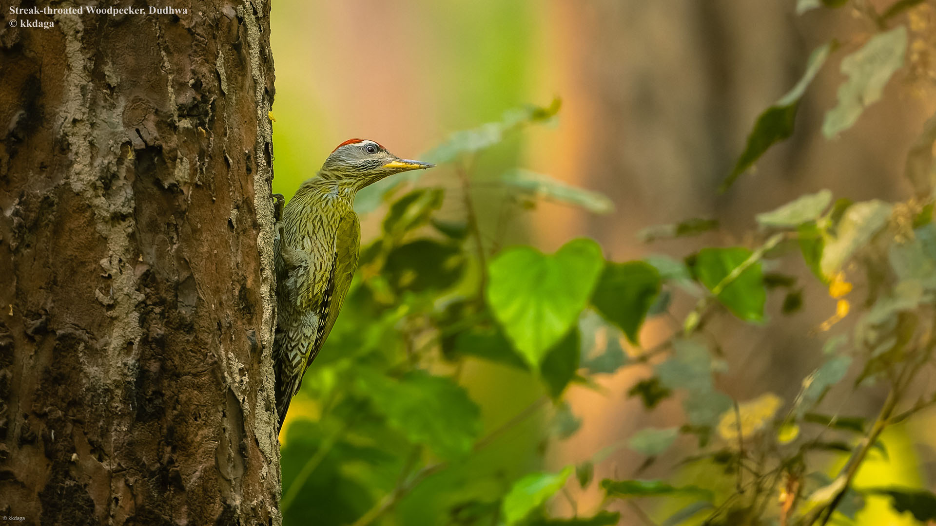 Streak-Throated Woodpecker