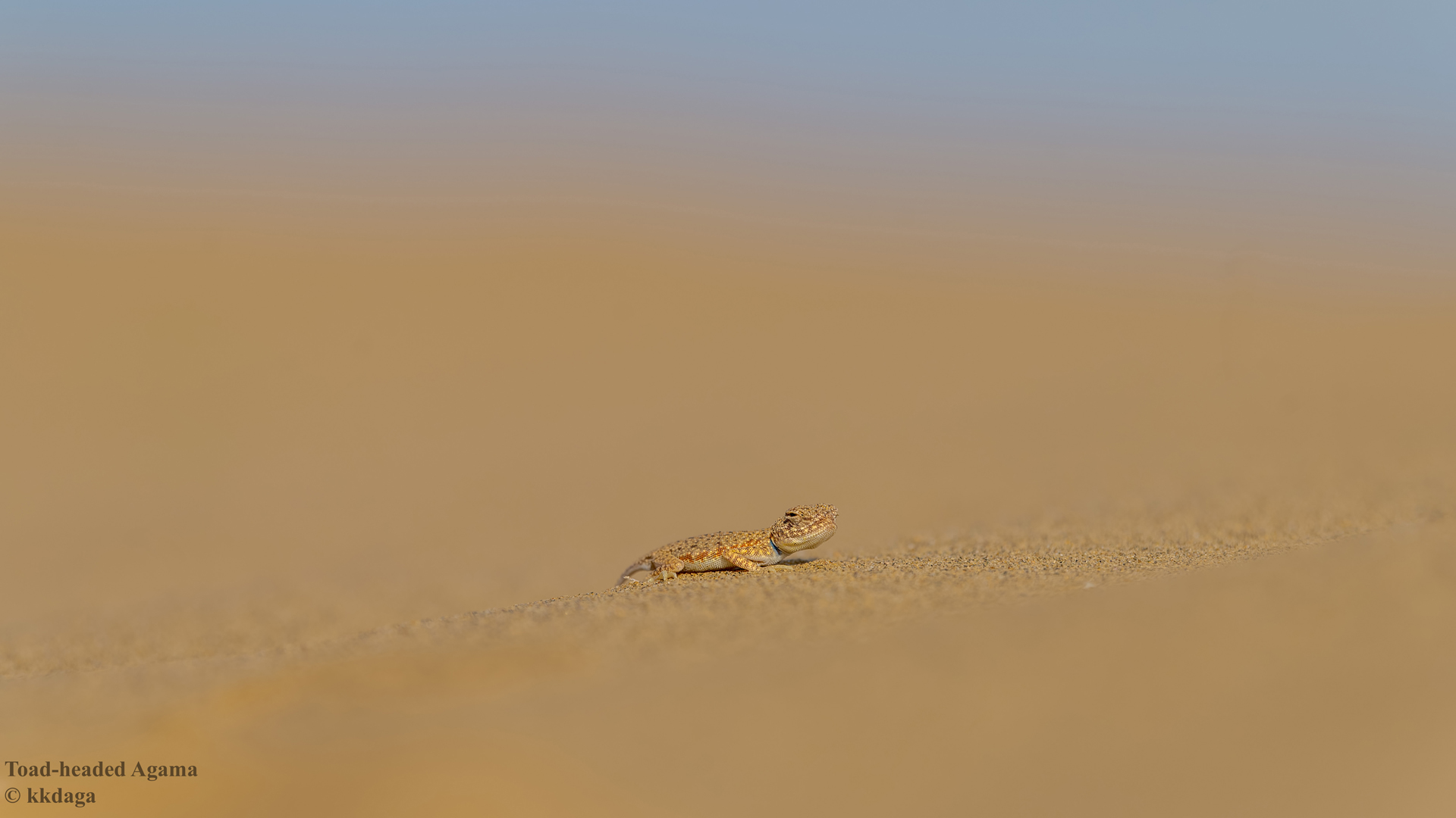 Toad-Headed-Agama