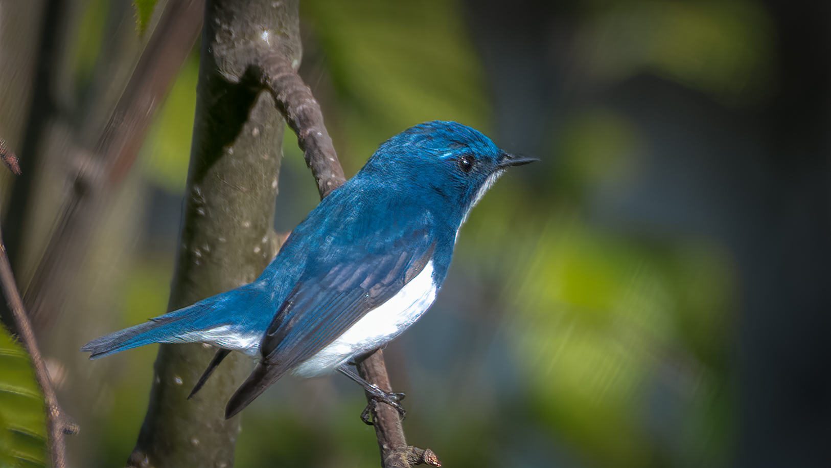 Ultramarine Flycatcher