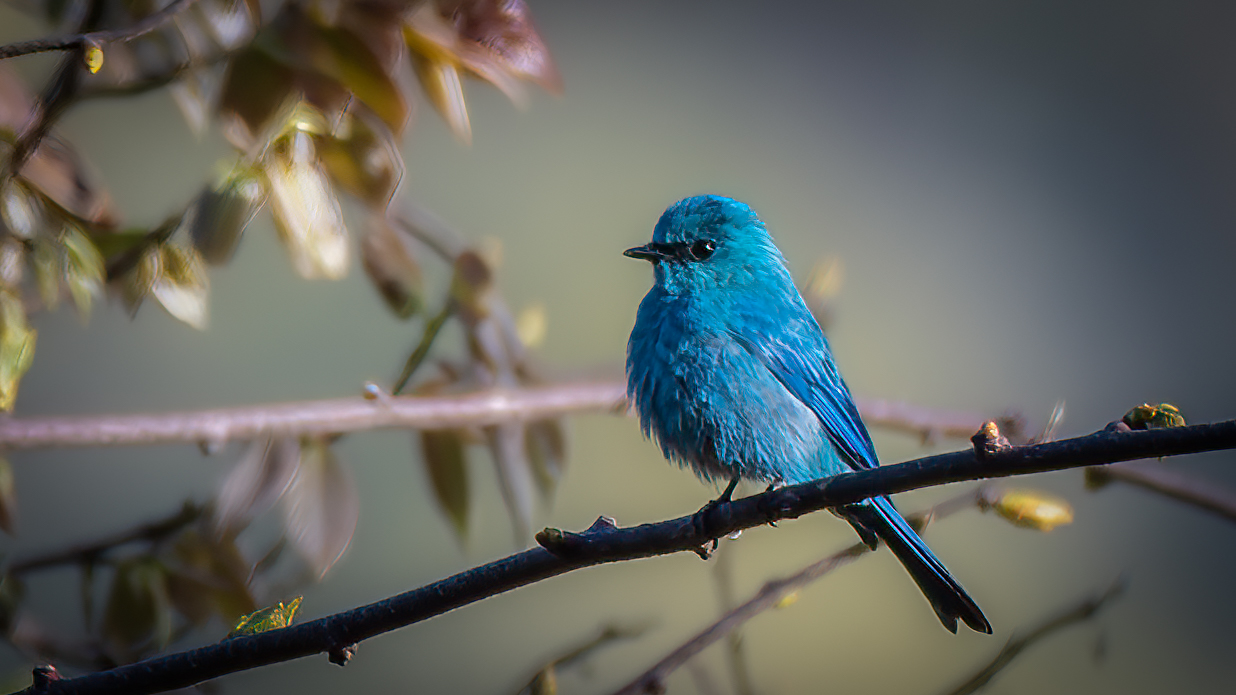 Verditer Flycatcher