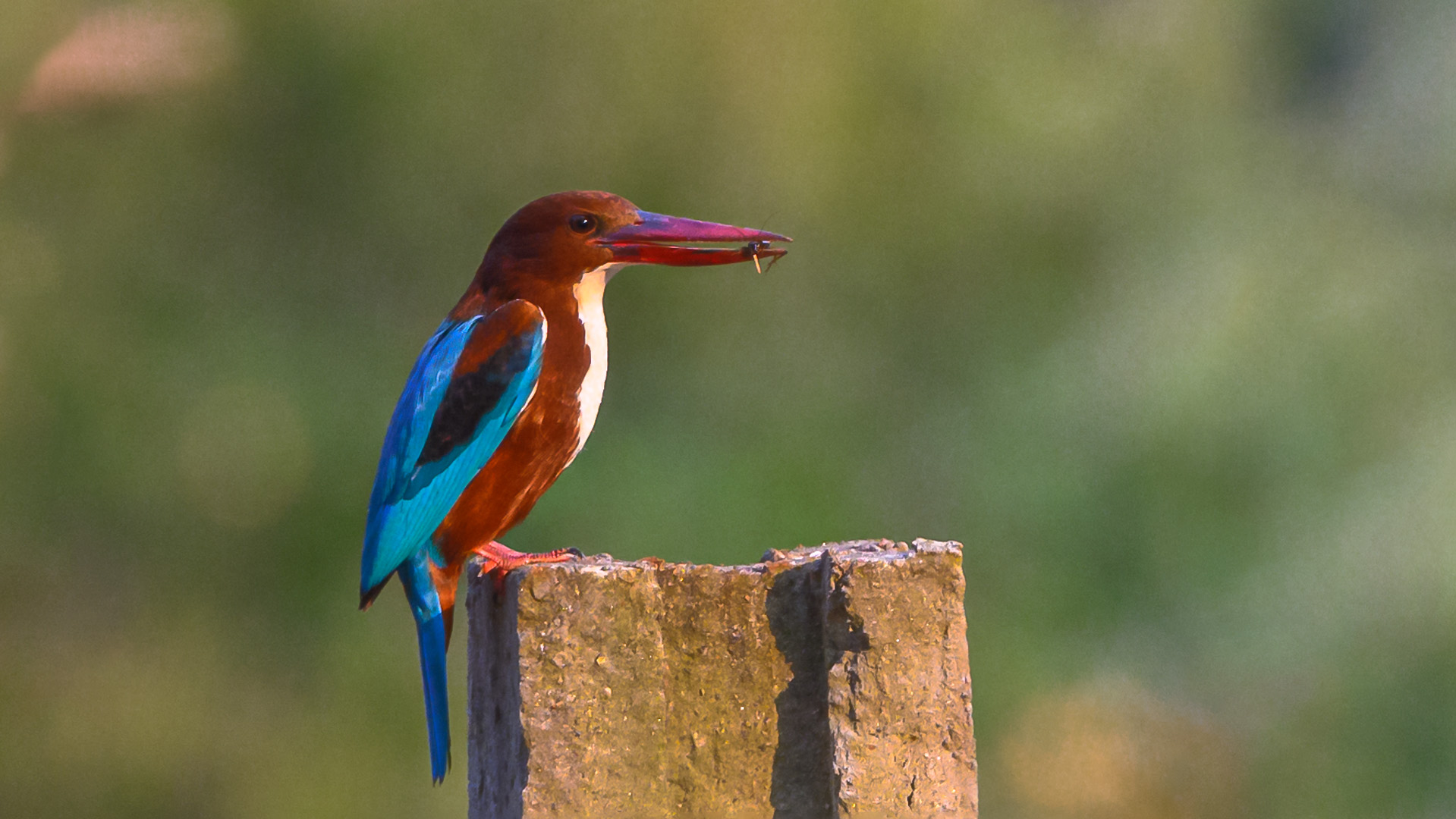 White-throated Kingfisher