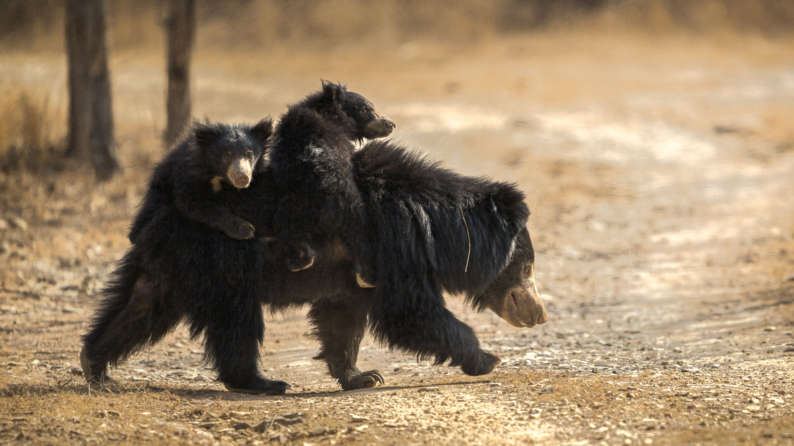 Sloth Bear