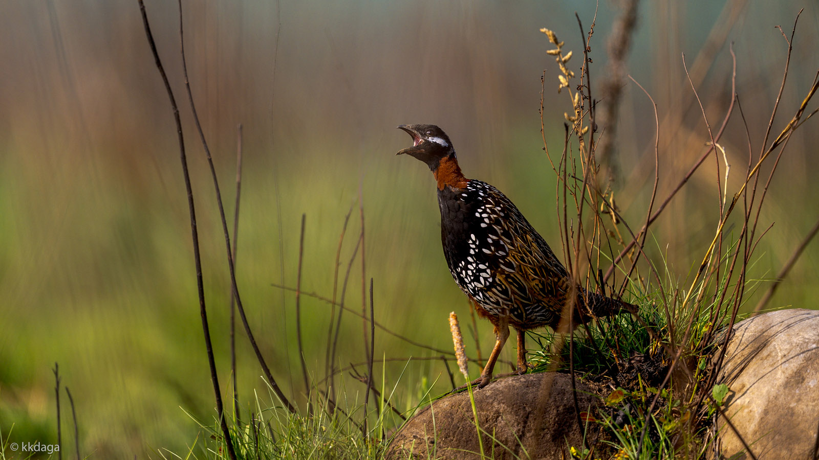 Black Francolin