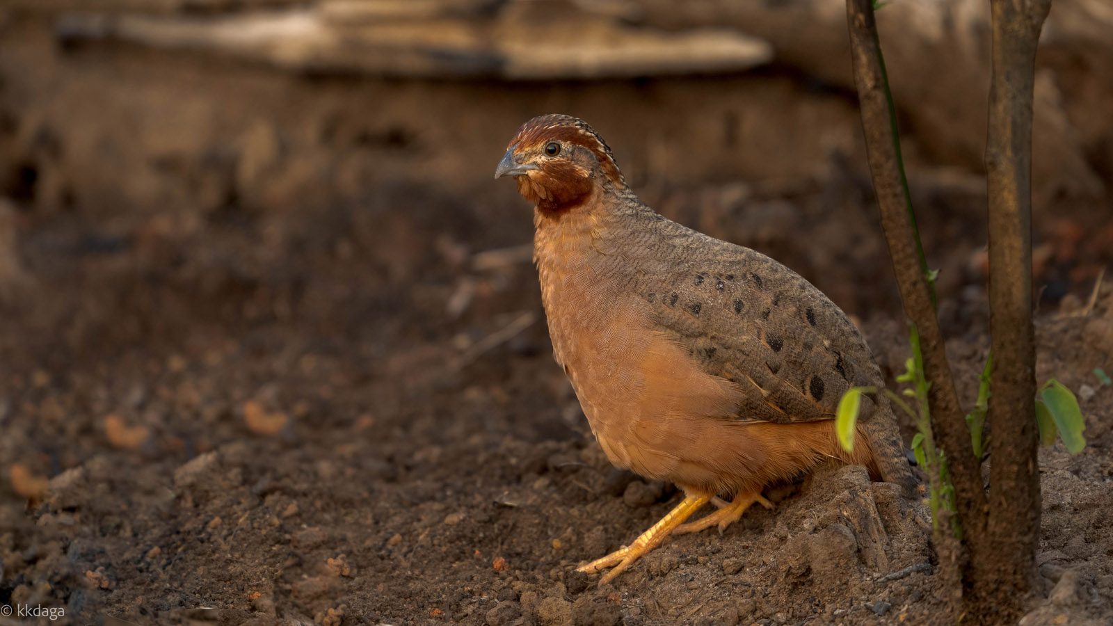 Jungle Bush Quail