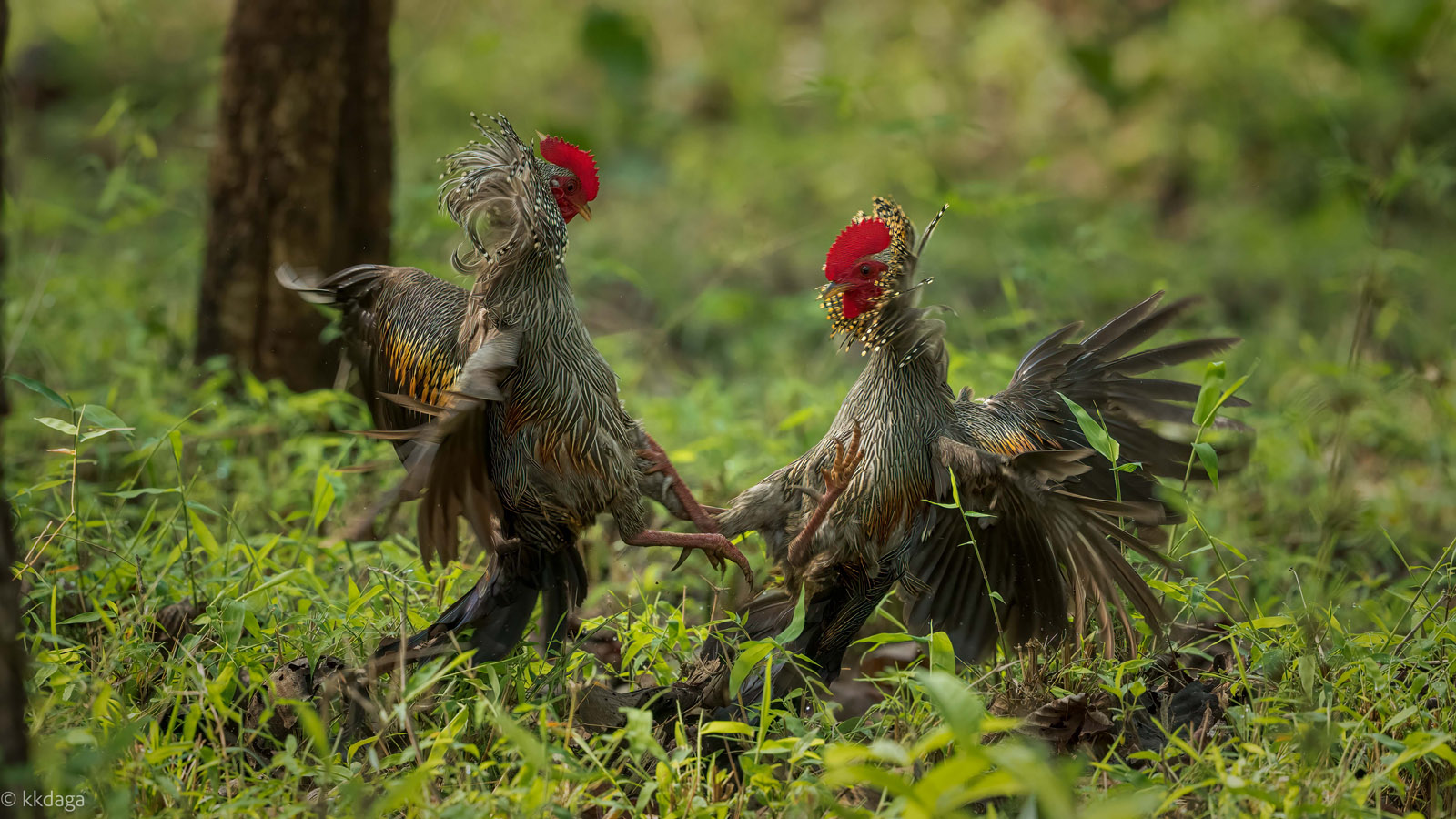 Grey Junglefowl, fights