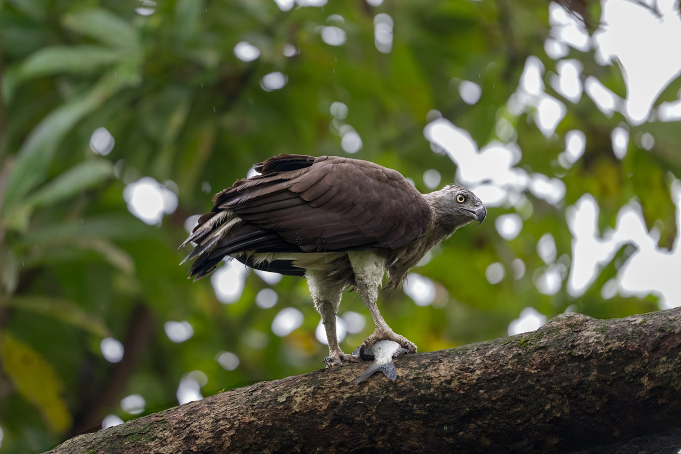 Greyheaded fisheagle