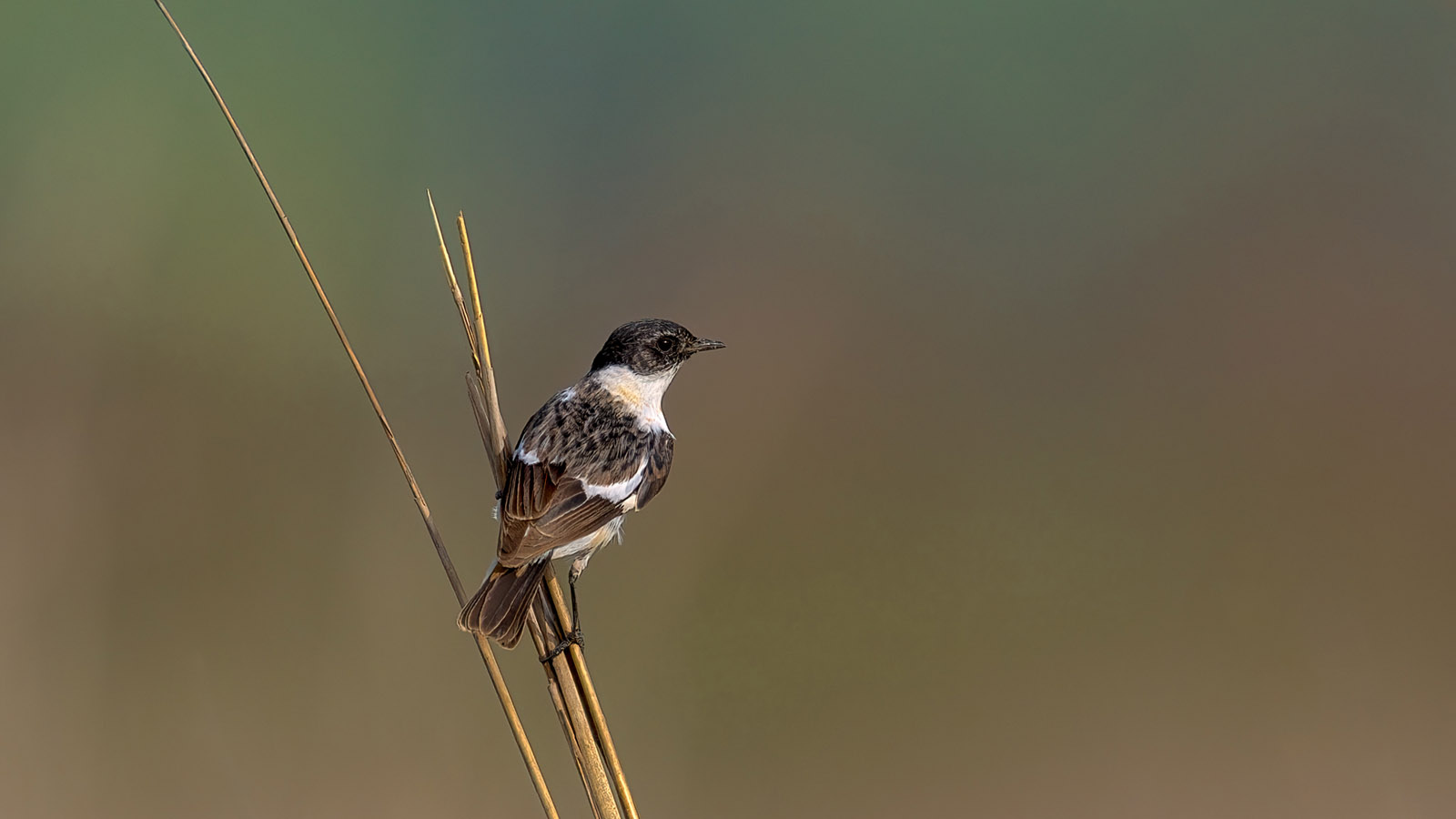 Hudgson's Bushchat