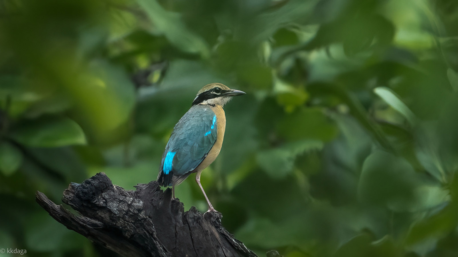 Indian Pitta