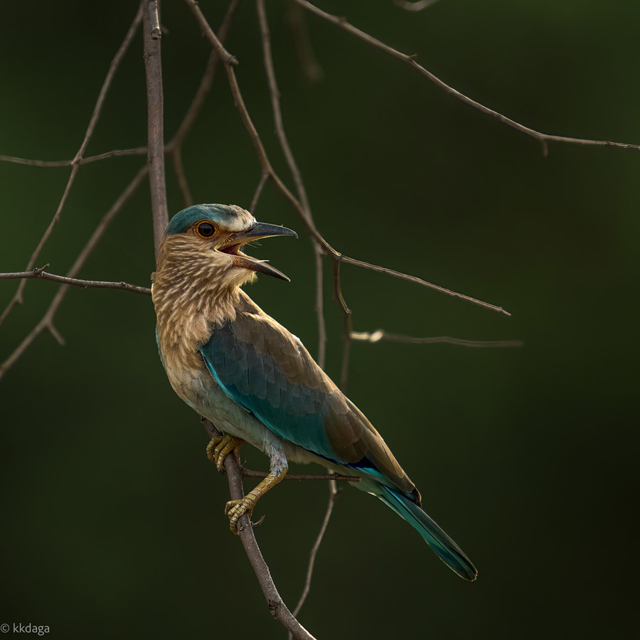 Indian Roller