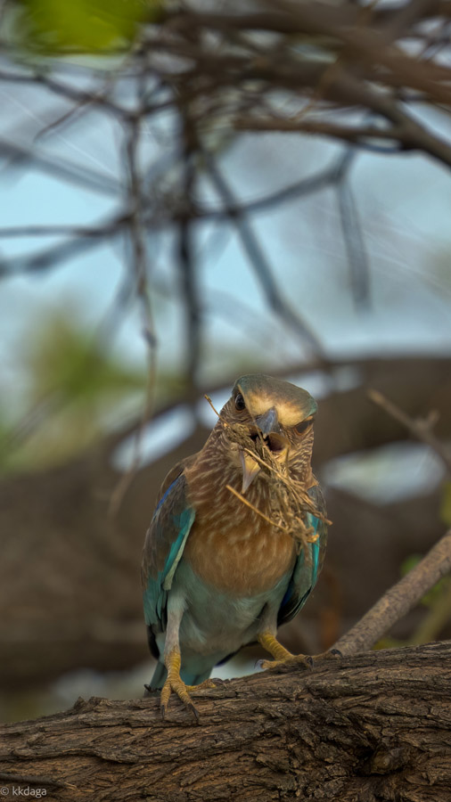 Indian Roller