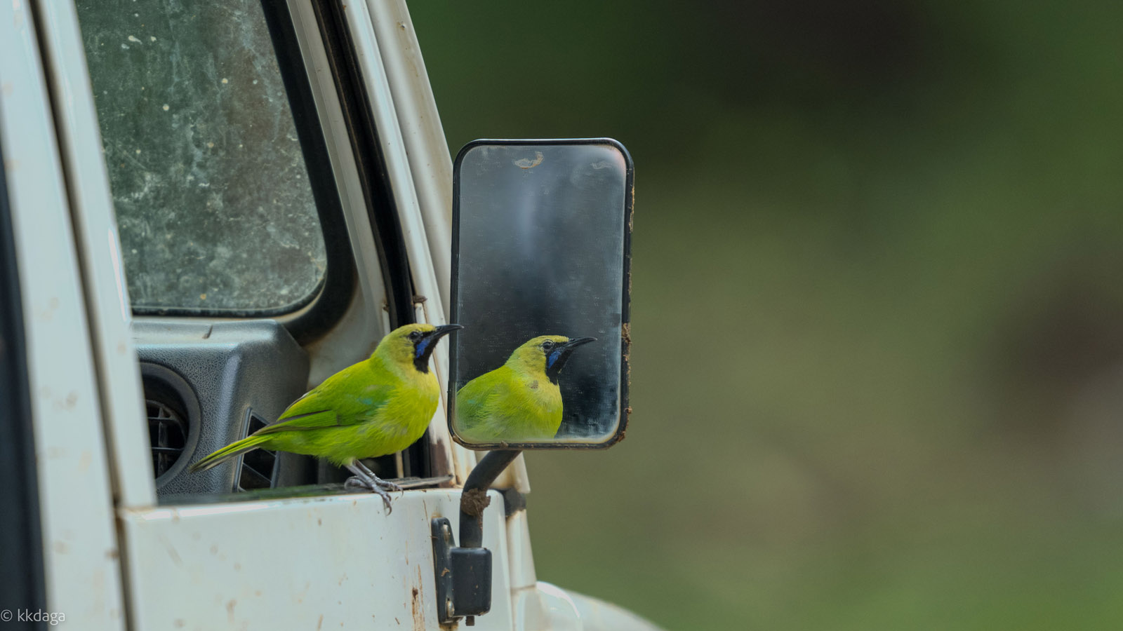 Leaf Bird