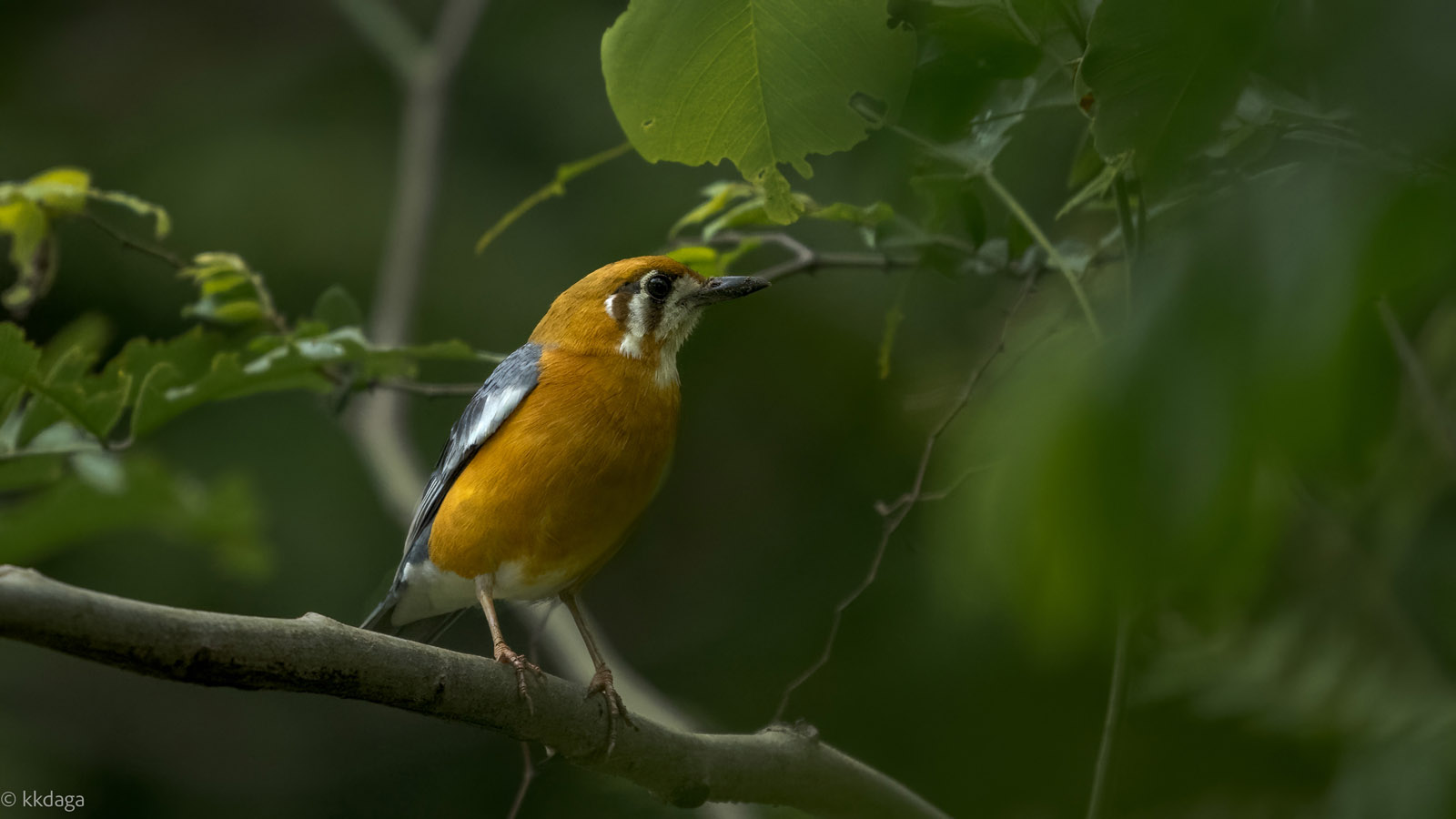 Orange-Headed Thrush