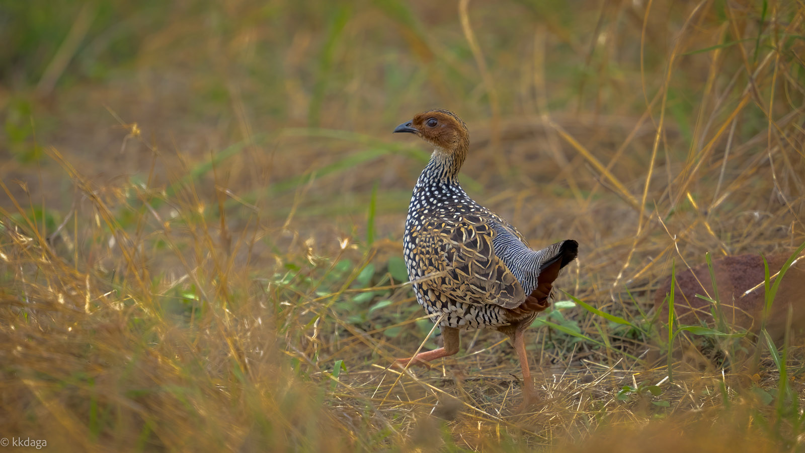 Painted Francolin