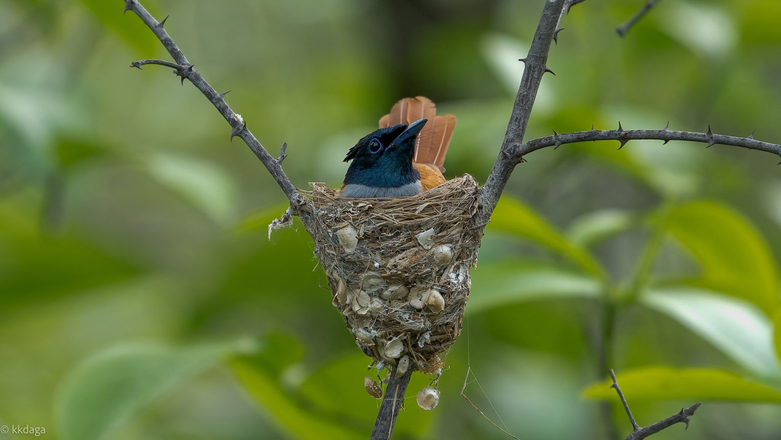 Paradise Flycatcher