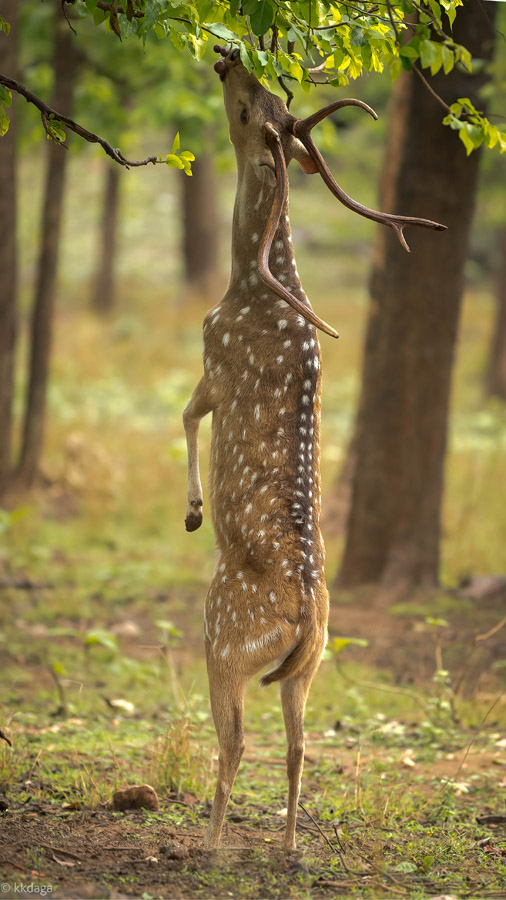 Spotted Deer