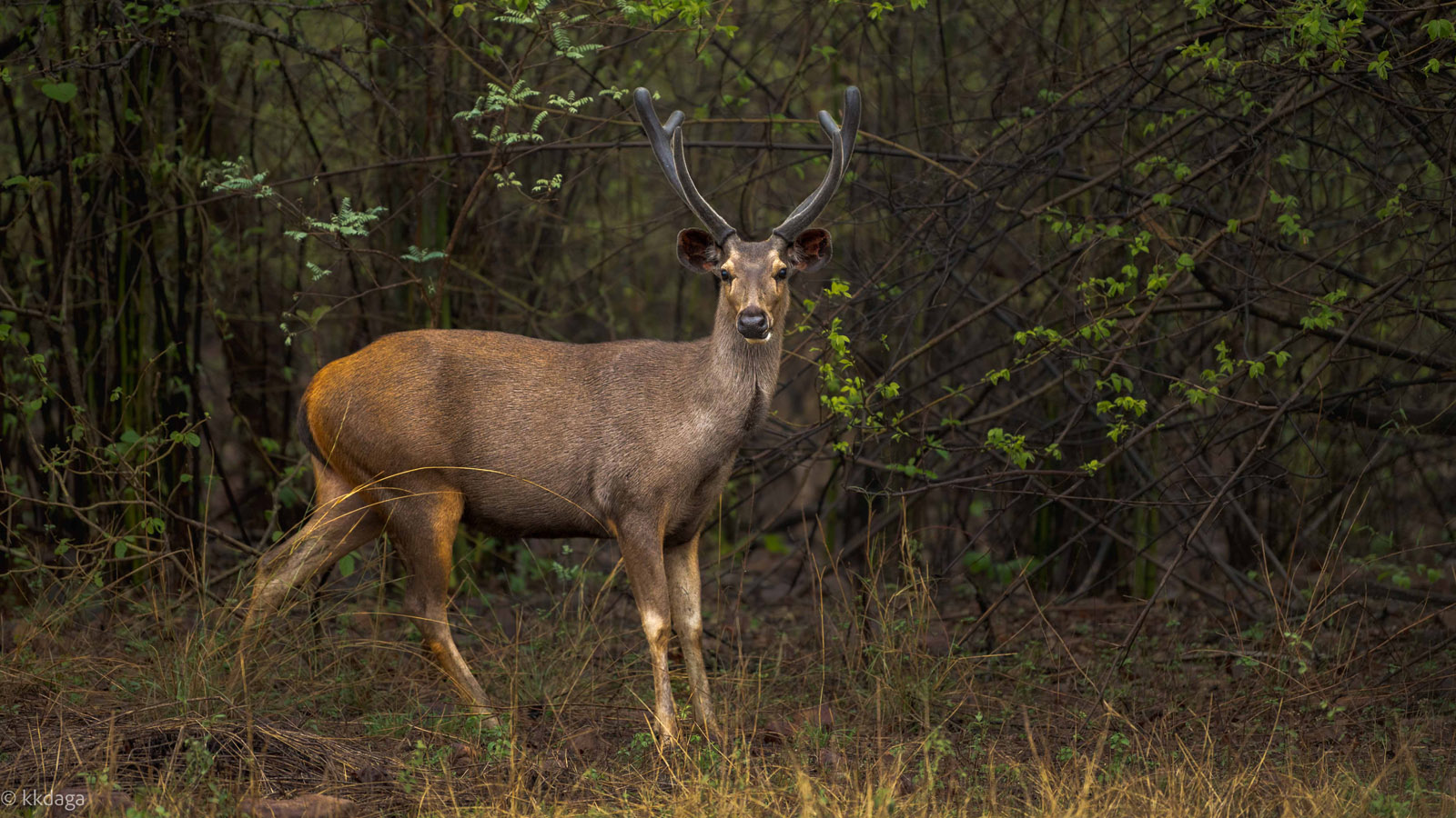 Sambhar Deer