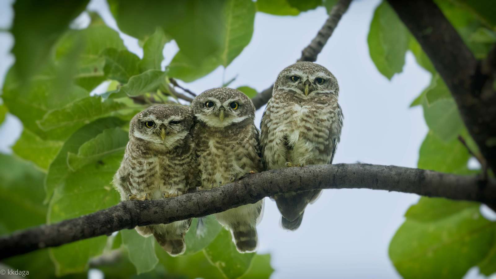 Spotted Owlet