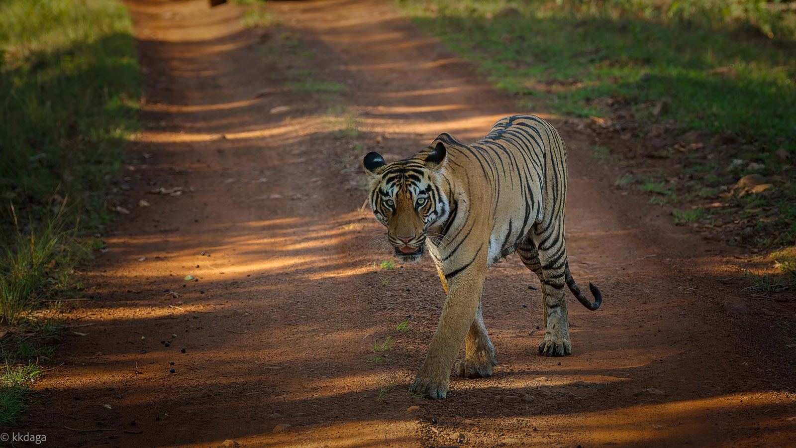 Tiger