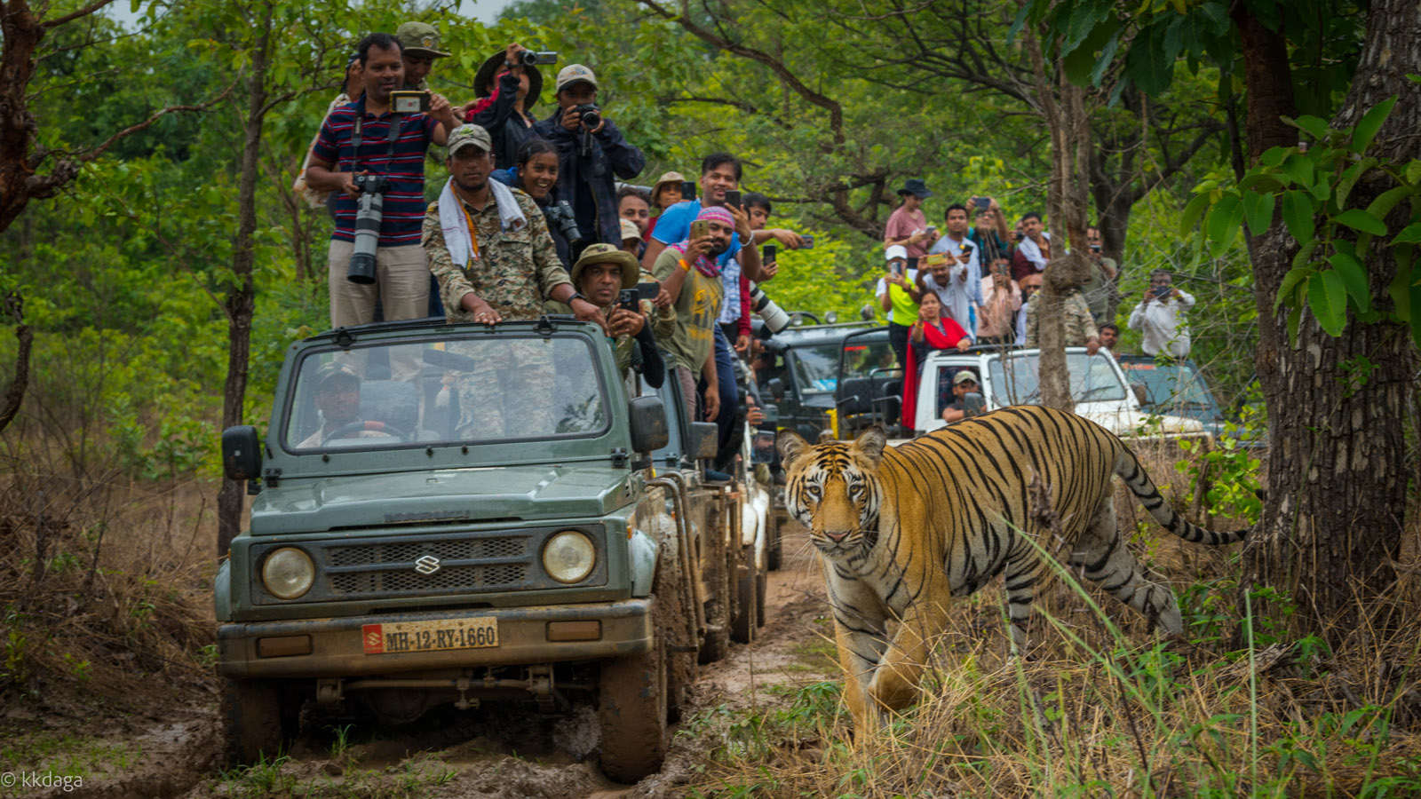 Happy Faces, Tiger