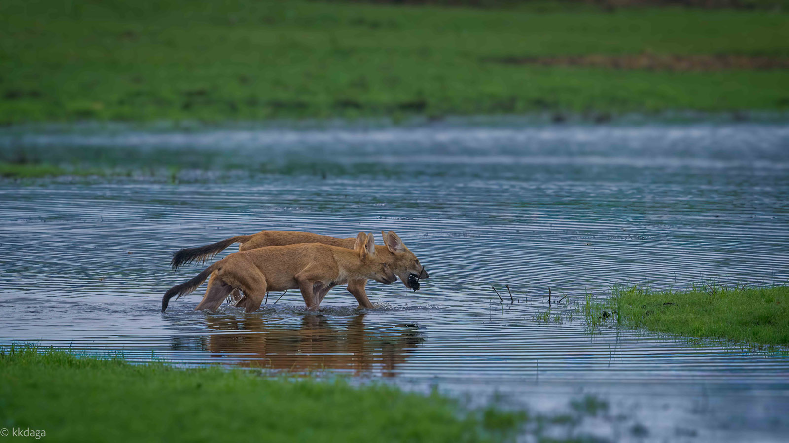 Dhole