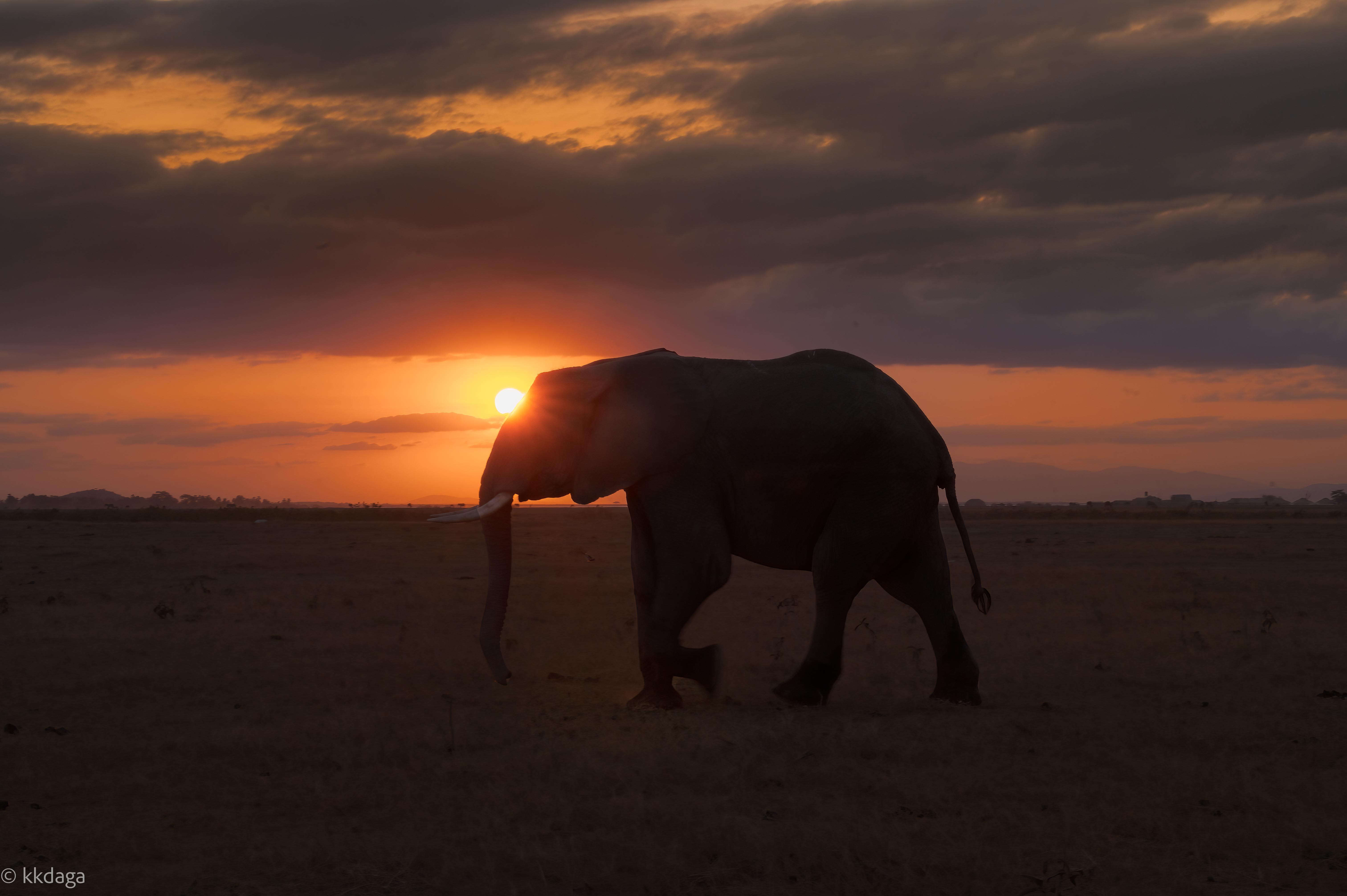 Elephant, Silhouette