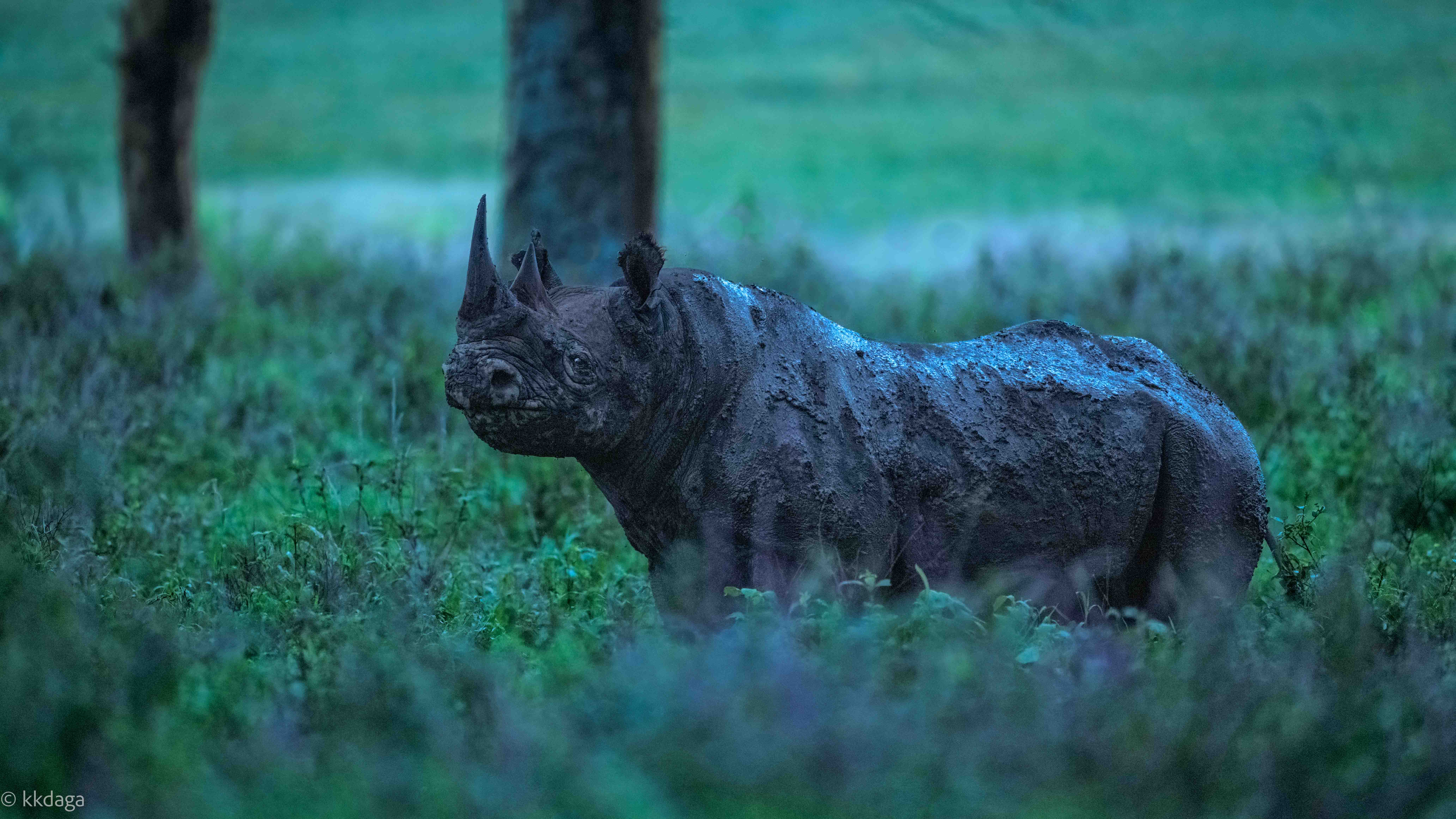 Rhino, Black Rhino, Lake Nakuru, Mudbath