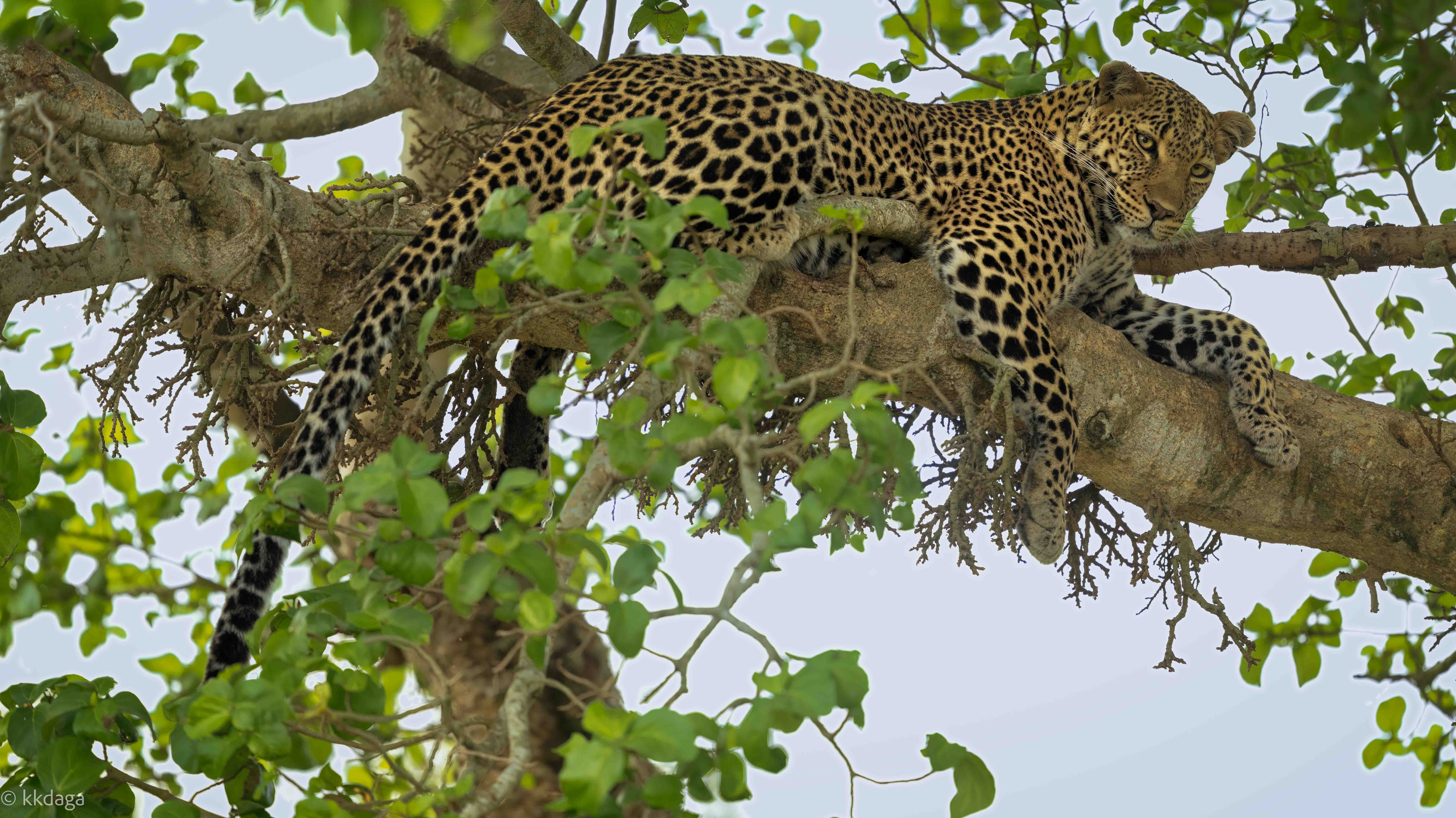 Leopard, Tree, Masaimara, Africa