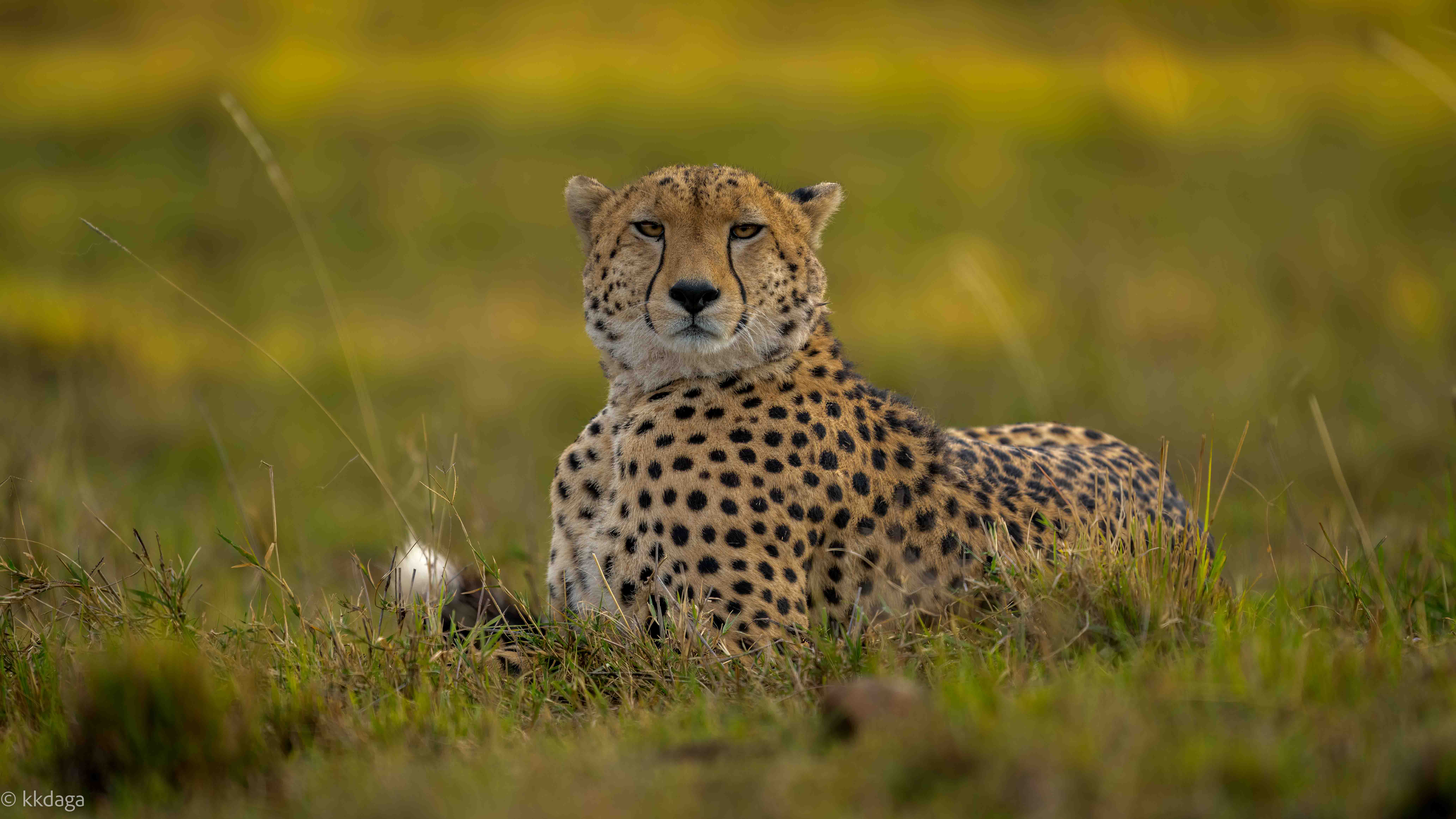 Cheetah, mara, Masaimara, Africa, kenya