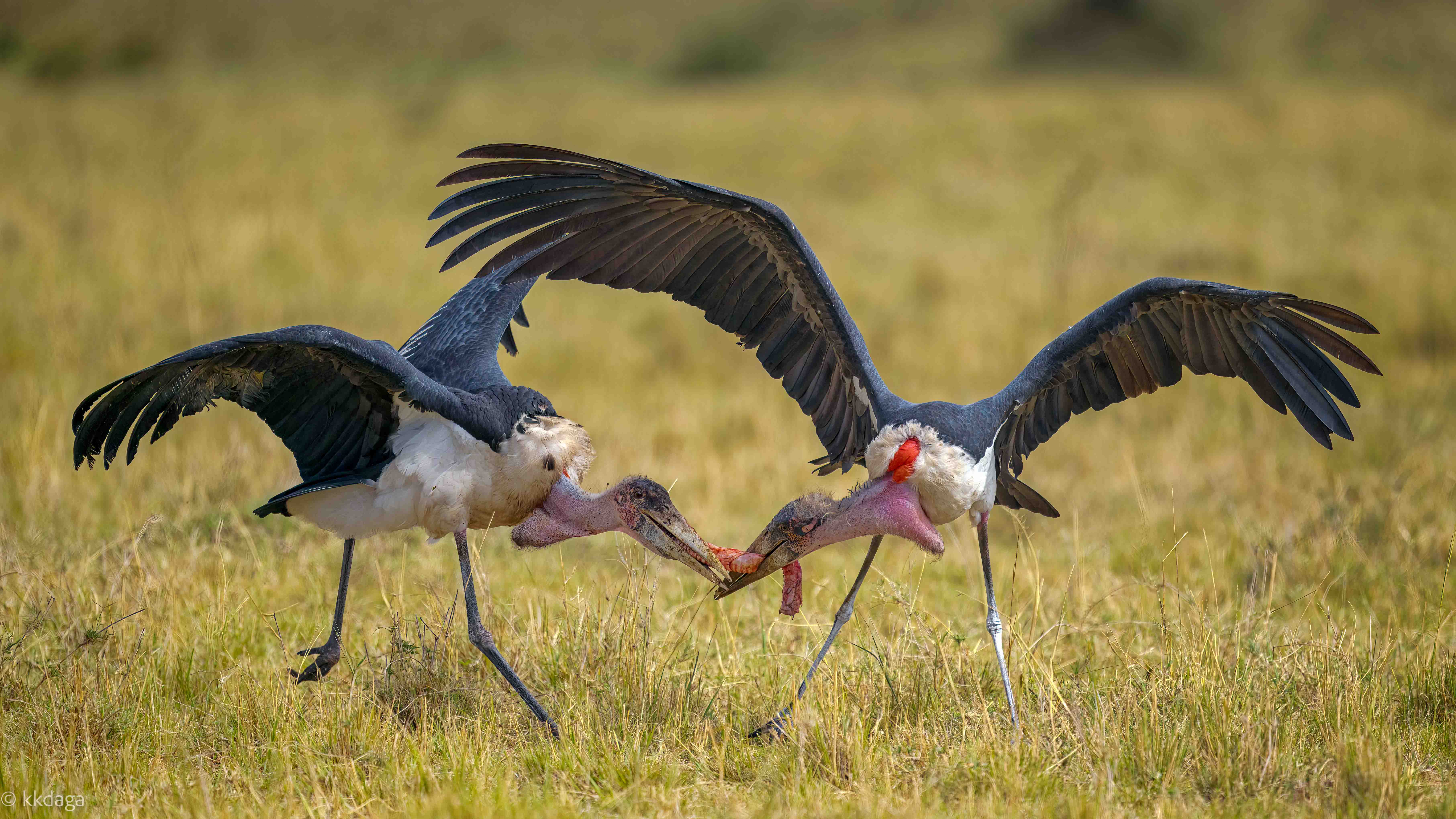 Marabou Stork, Birds, Fight, Food, Masaimara, Mara, Kenya, Africa