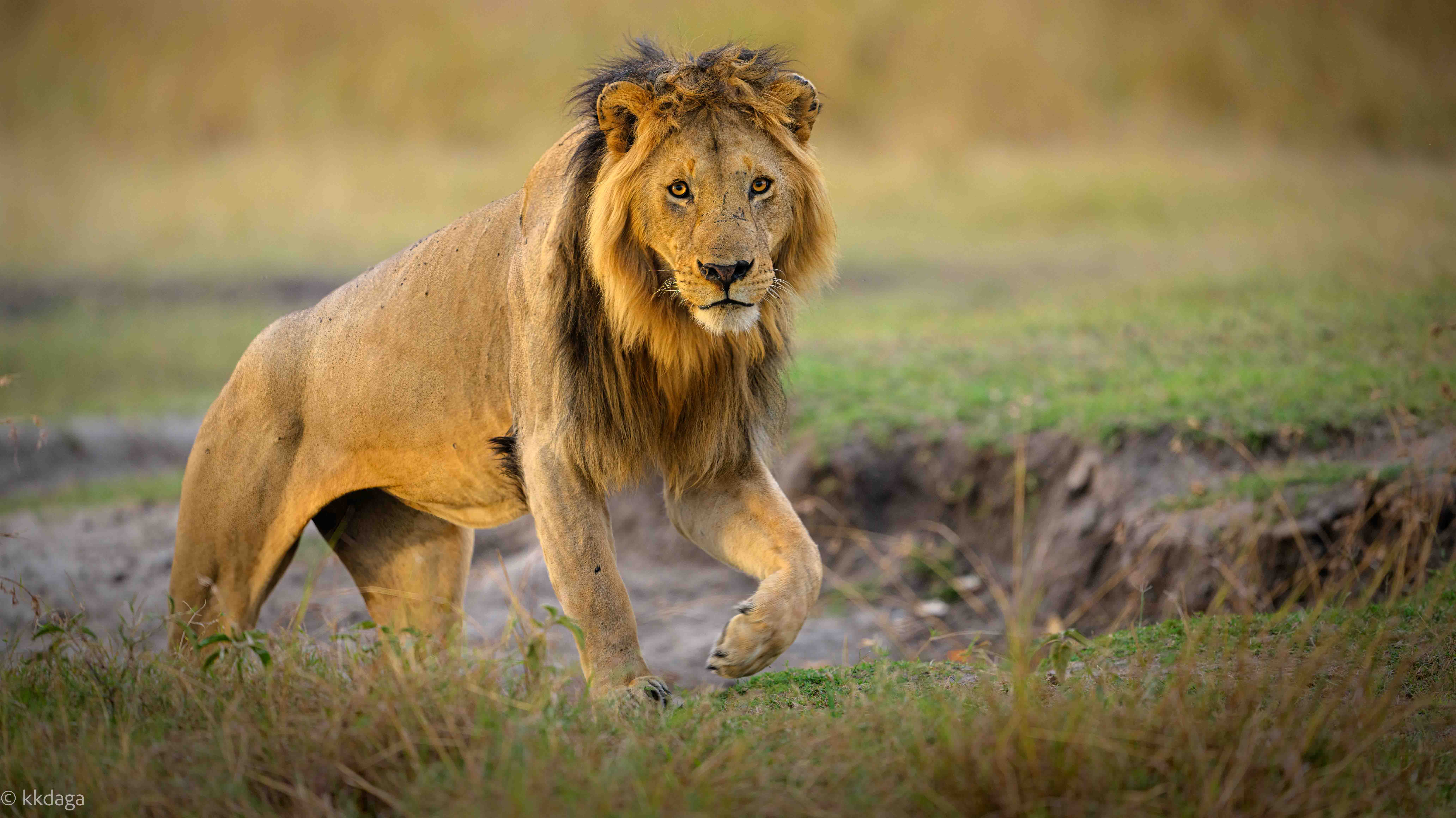 Lion, Male, Standing, Africa, Kenya, Masaimara