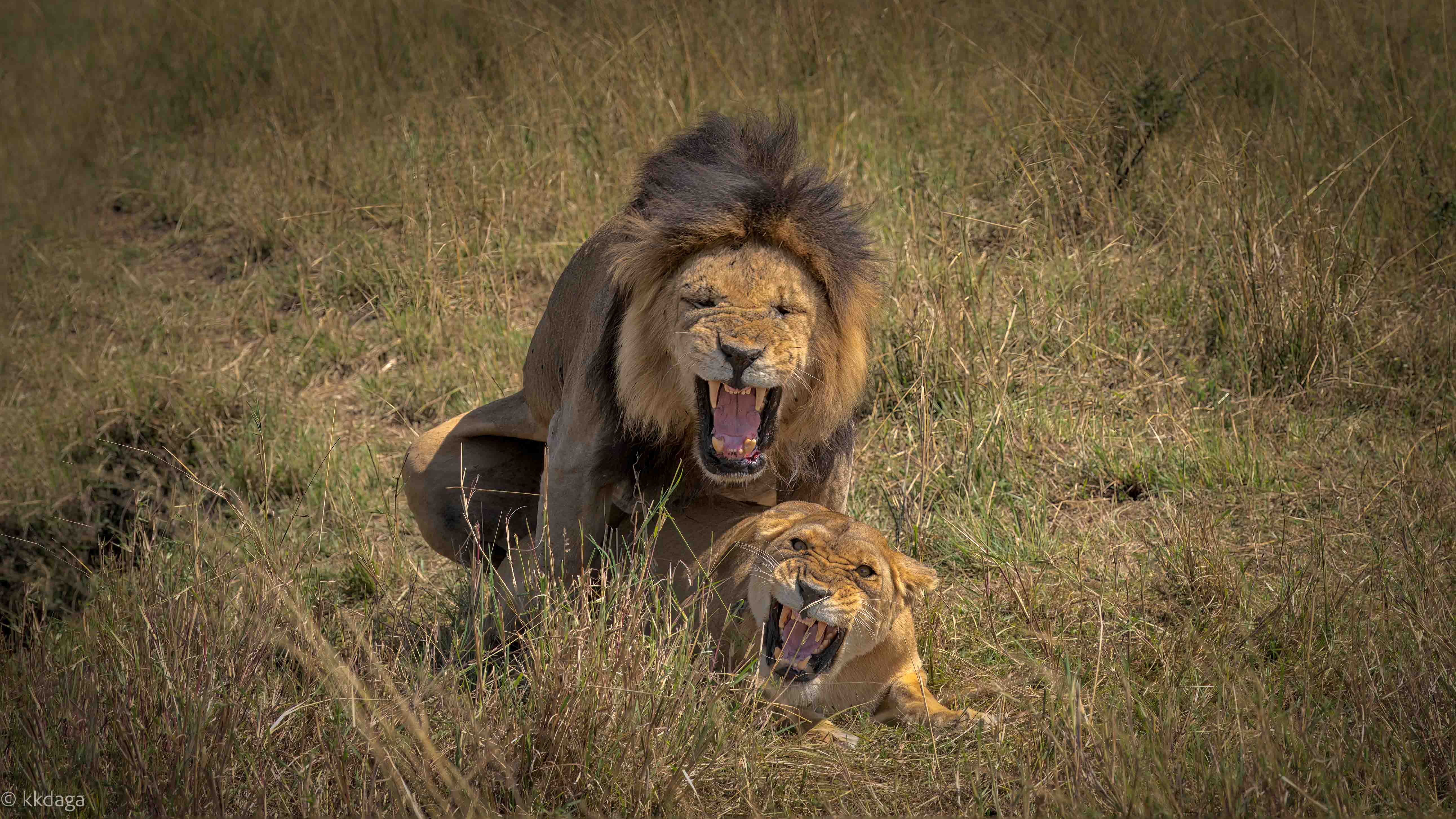 Lion, Lioness, Mating, Mara, masaimara