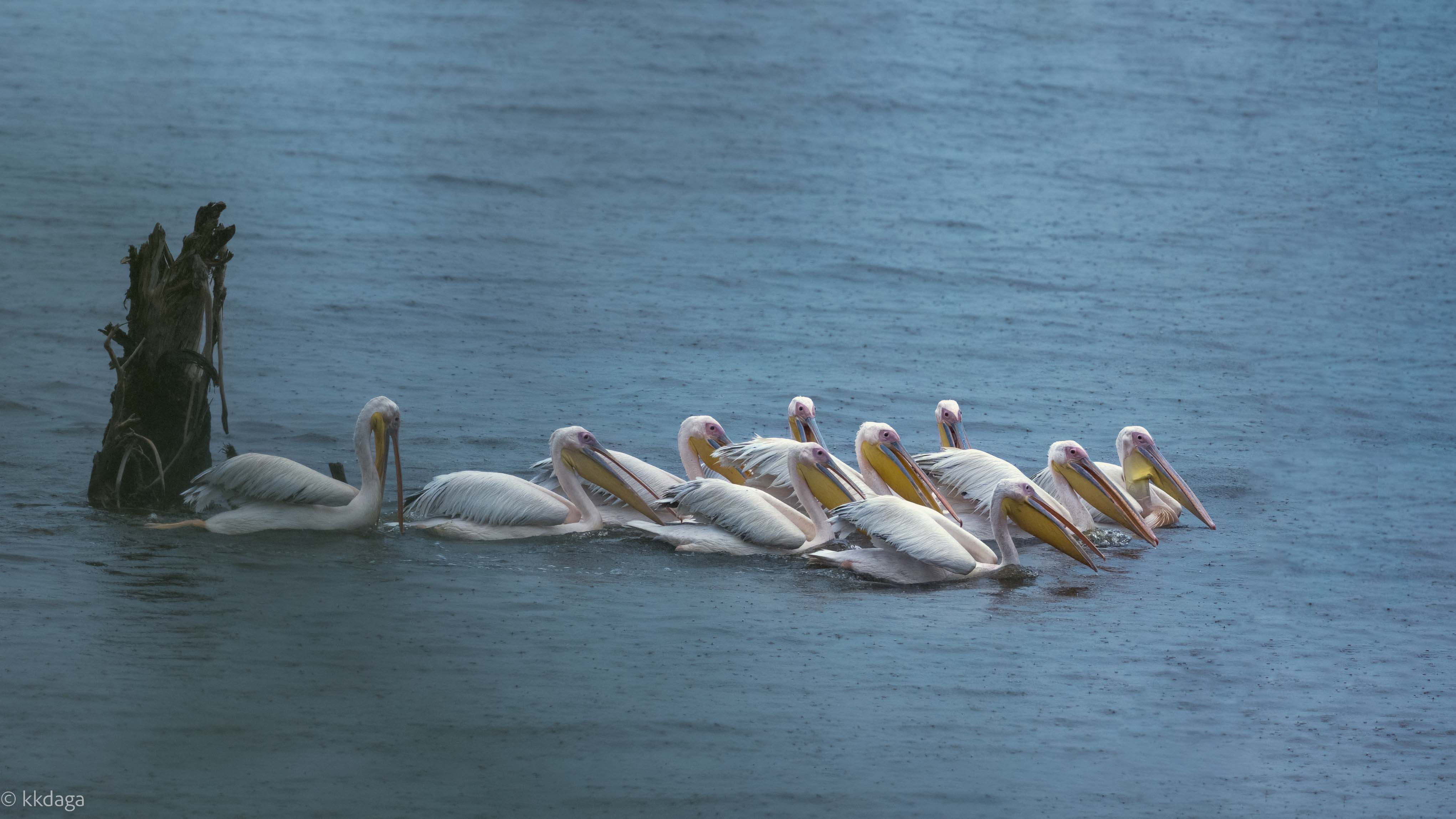 Great White Pelican, Pelican, Lake Nakuru, Africa, Kenya, Rosy Pelican