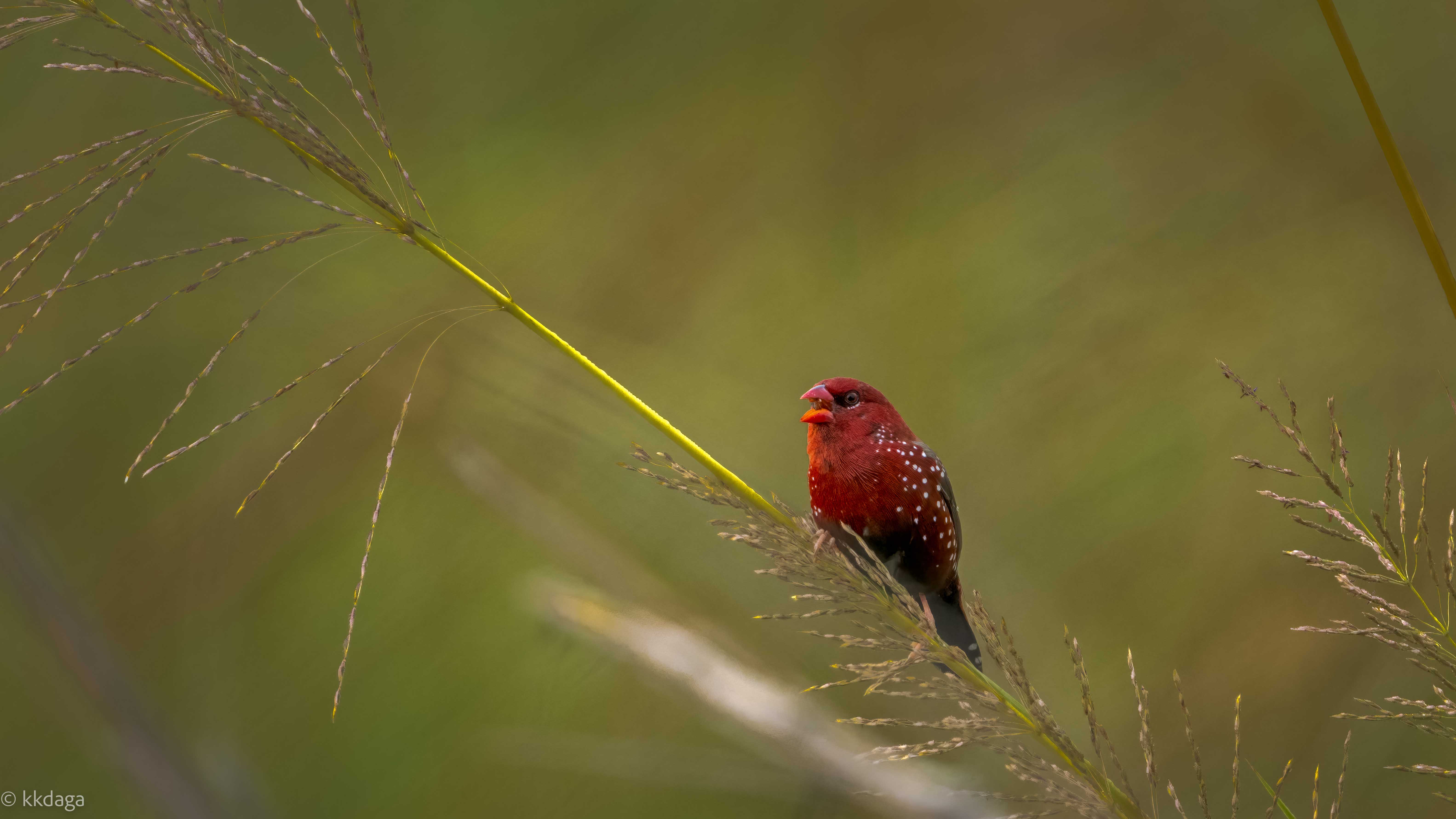 Red Avadavet