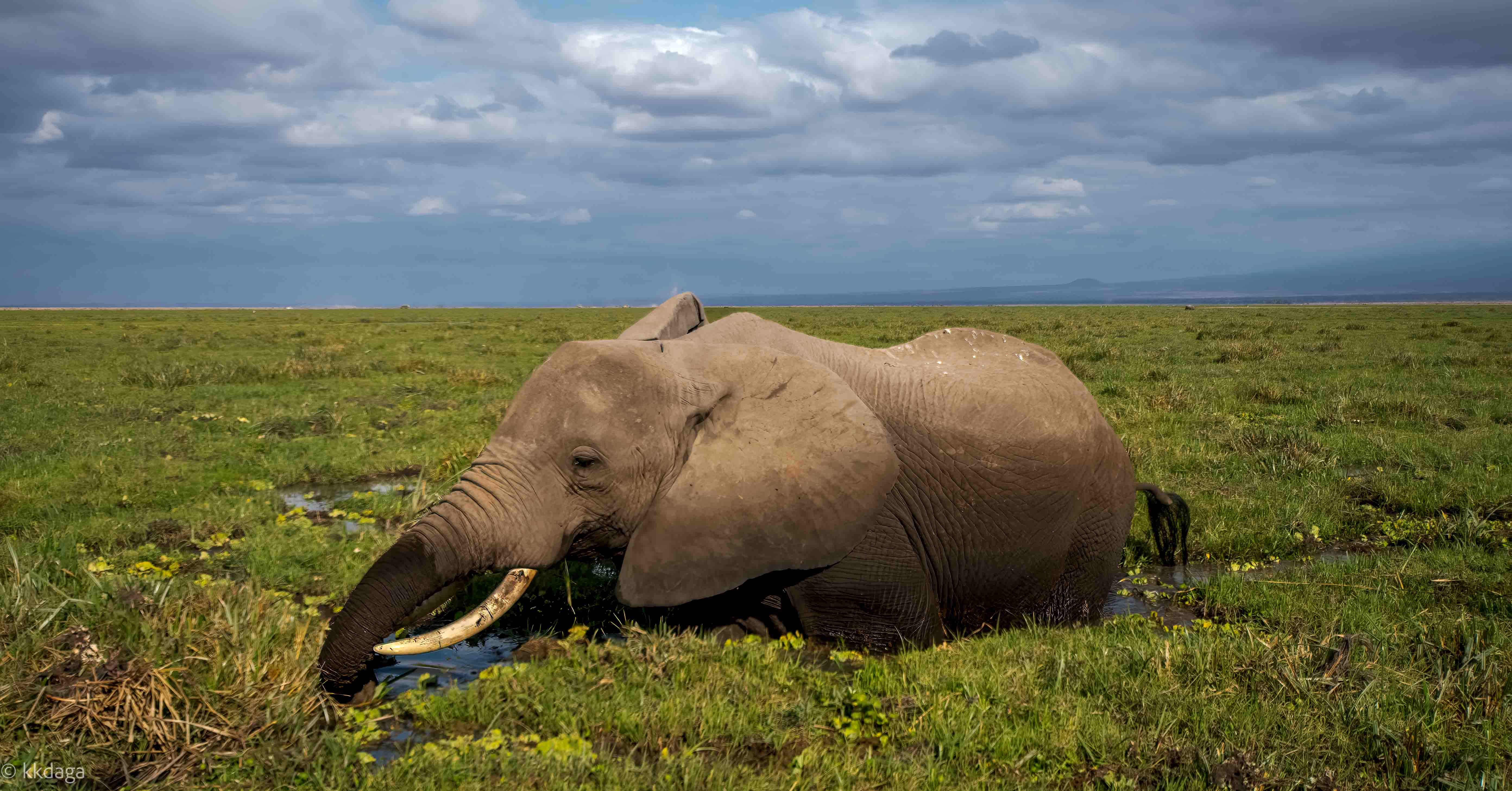 Elephant in Swamp