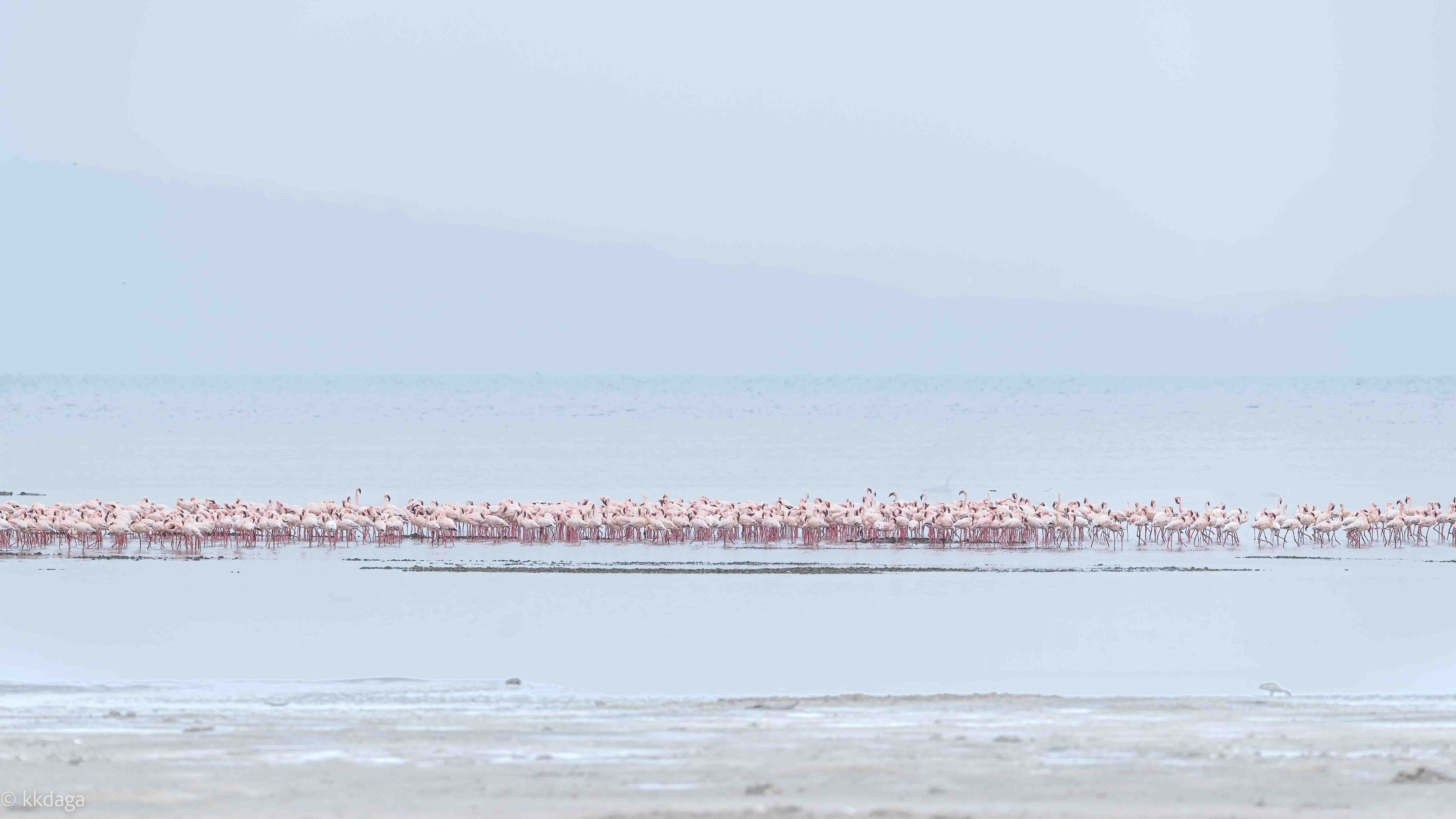 Flamingos