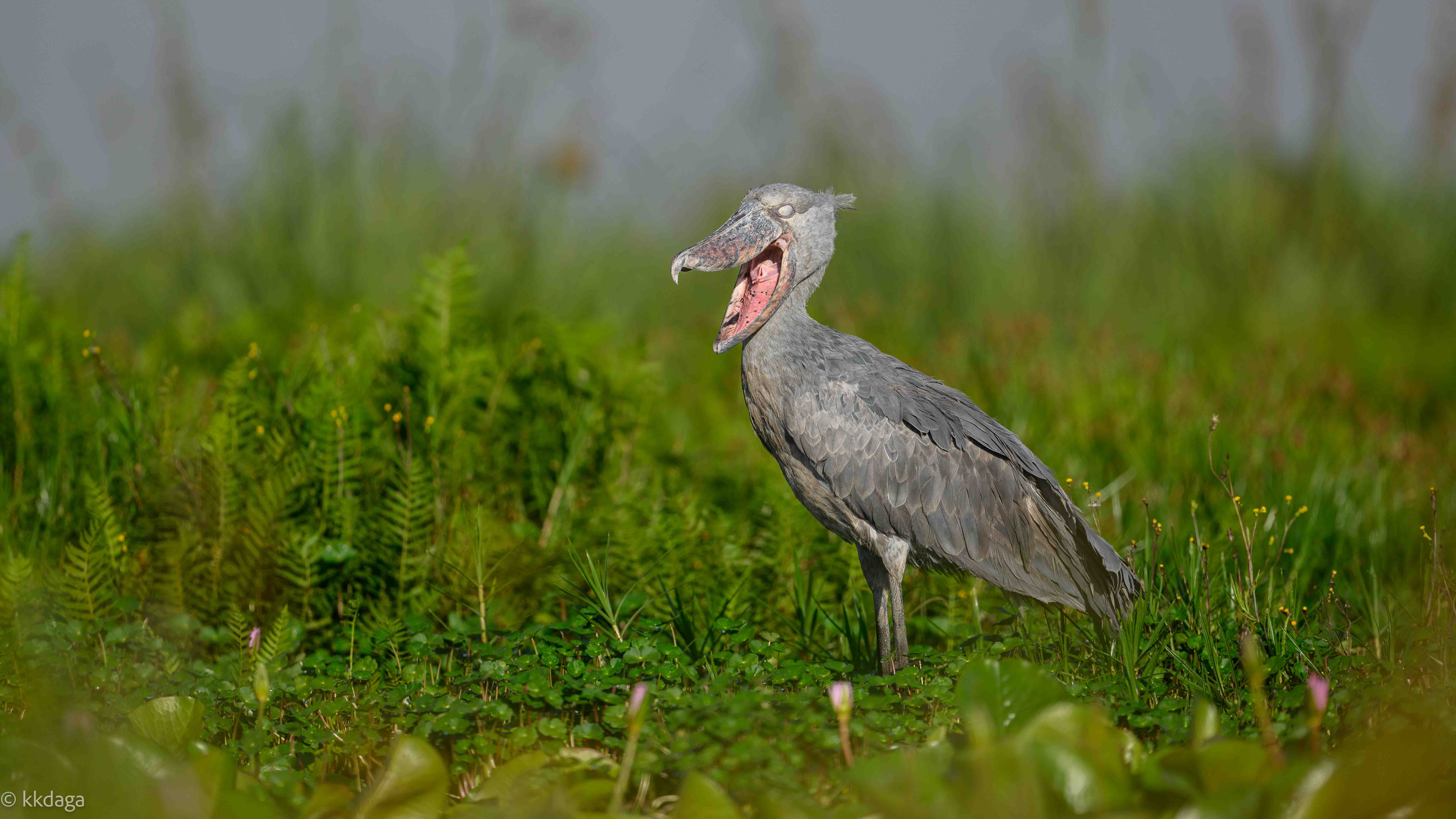 #Shoe-billed Stork, #endangered, #Stork, #endemic