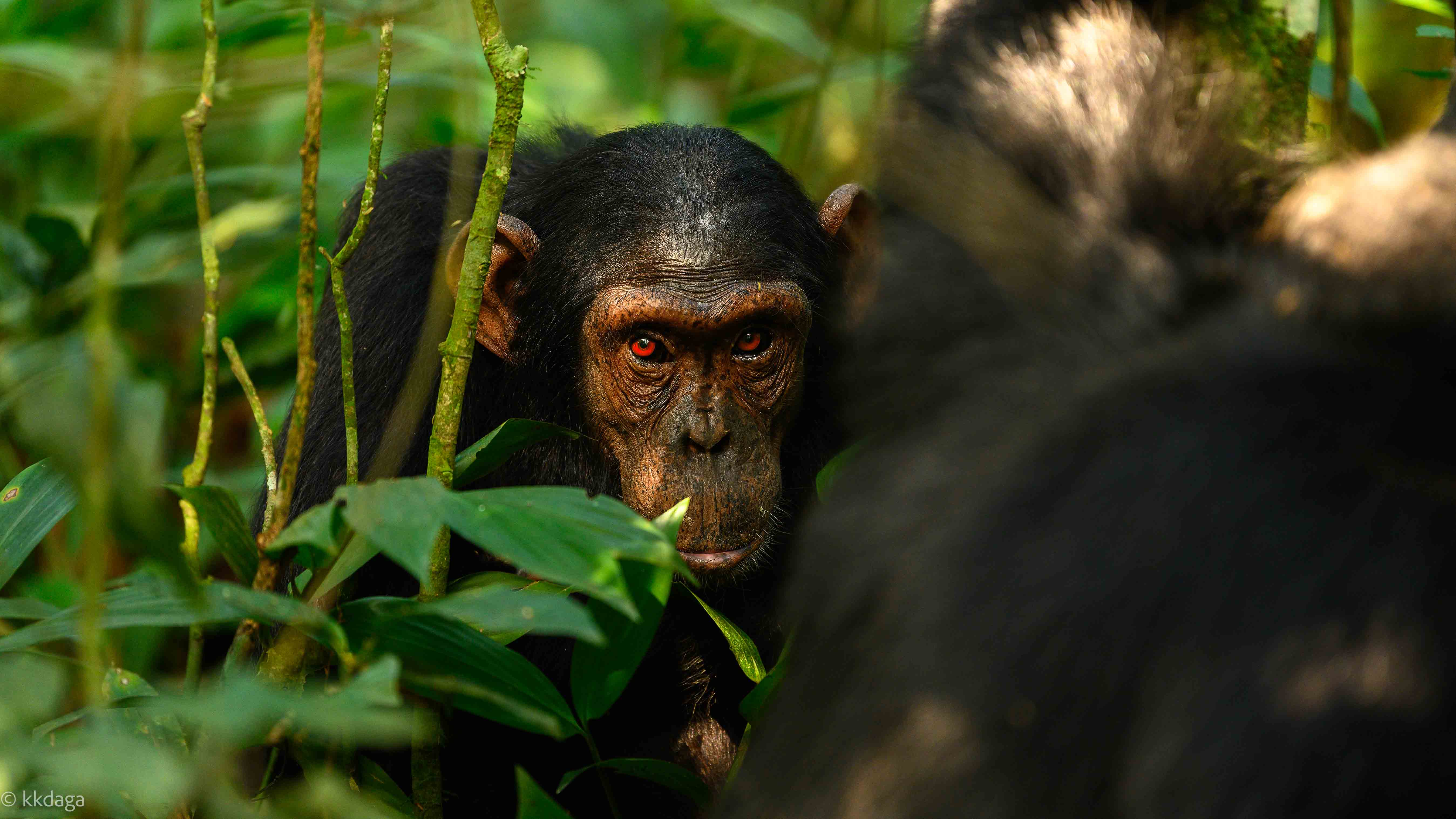 Chimpanzee, Primate, Uganda