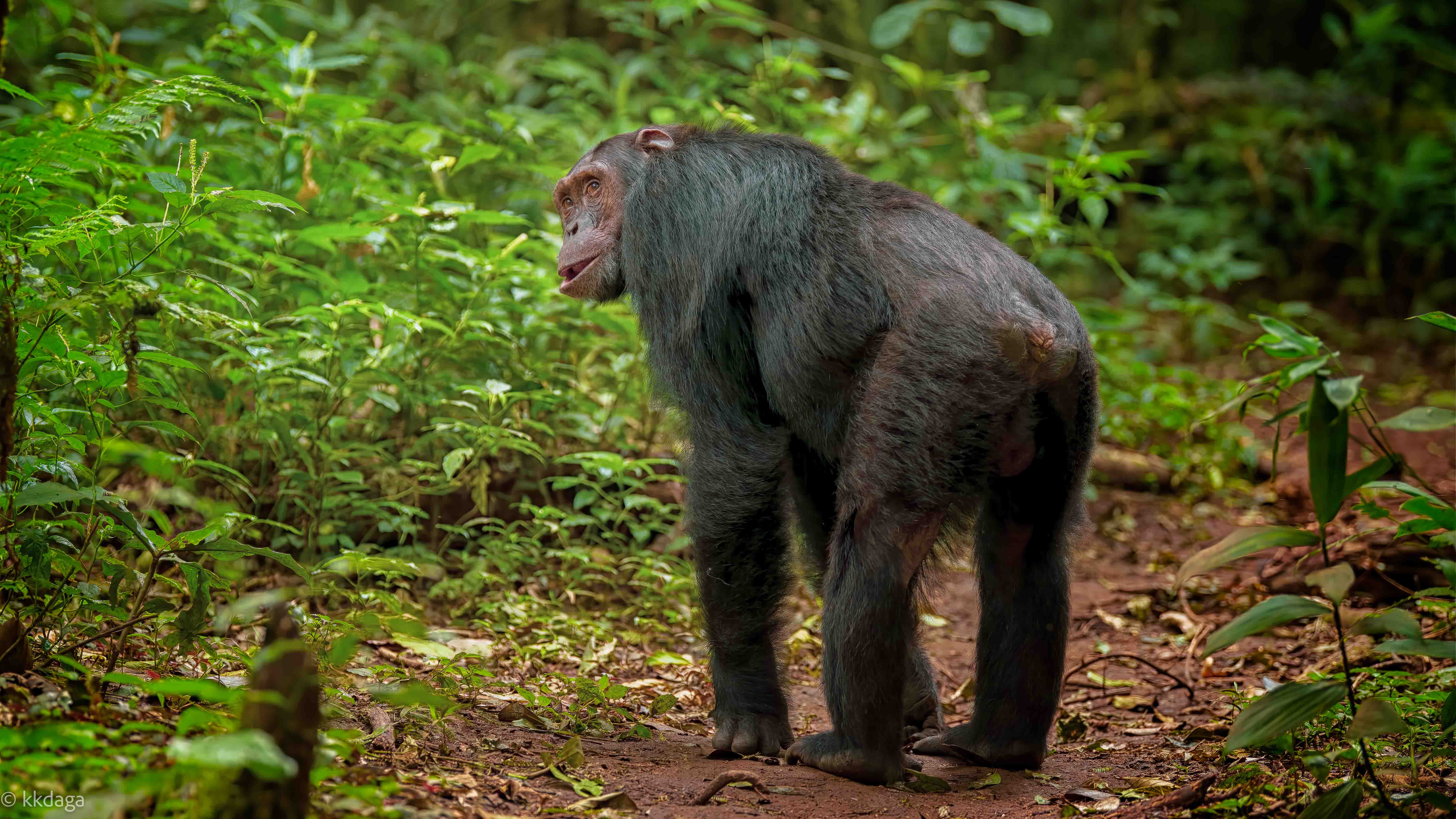 Primate, Chimpanzee, Uganda