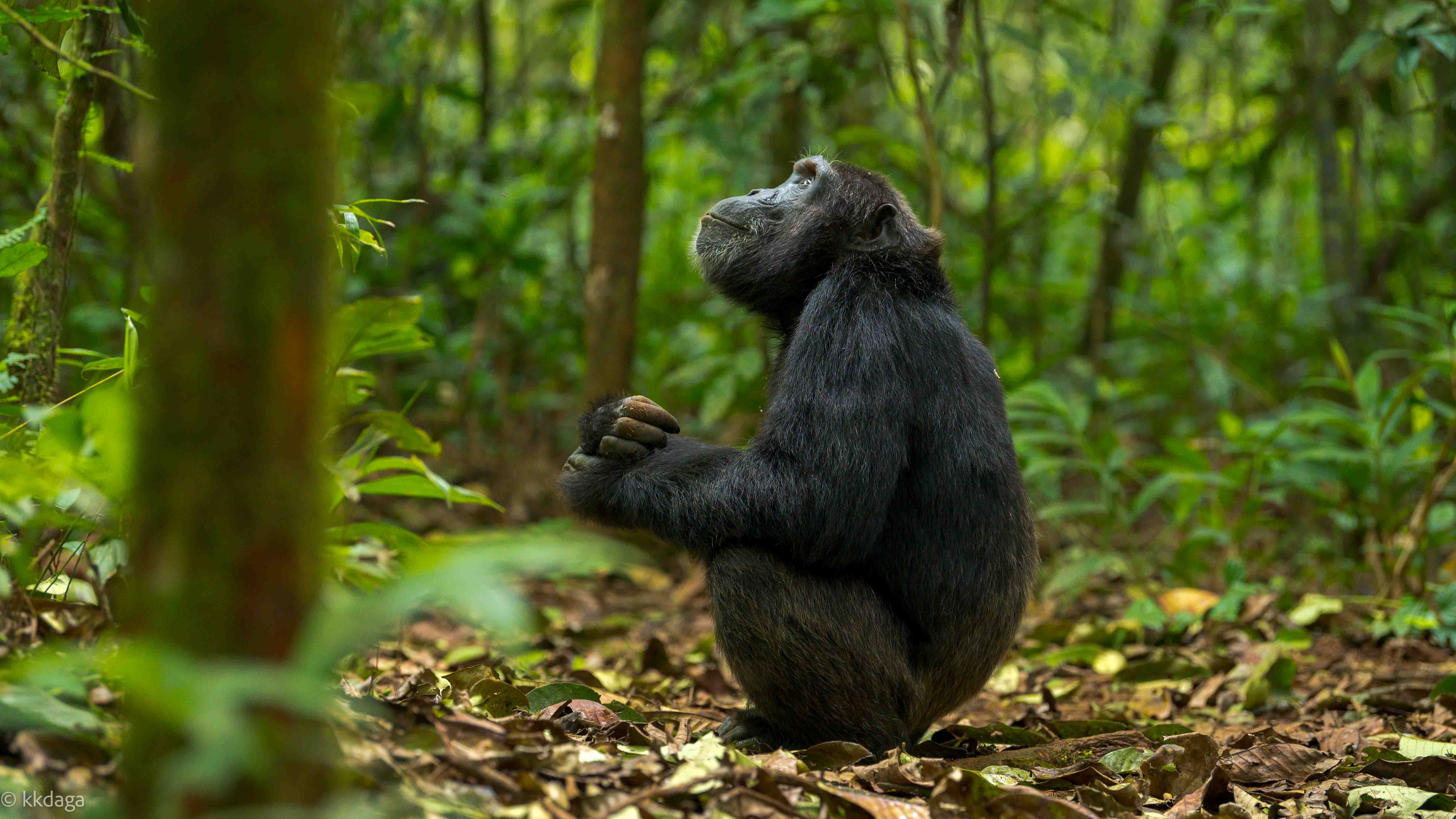 Chimpanzee, Primate, Uganda