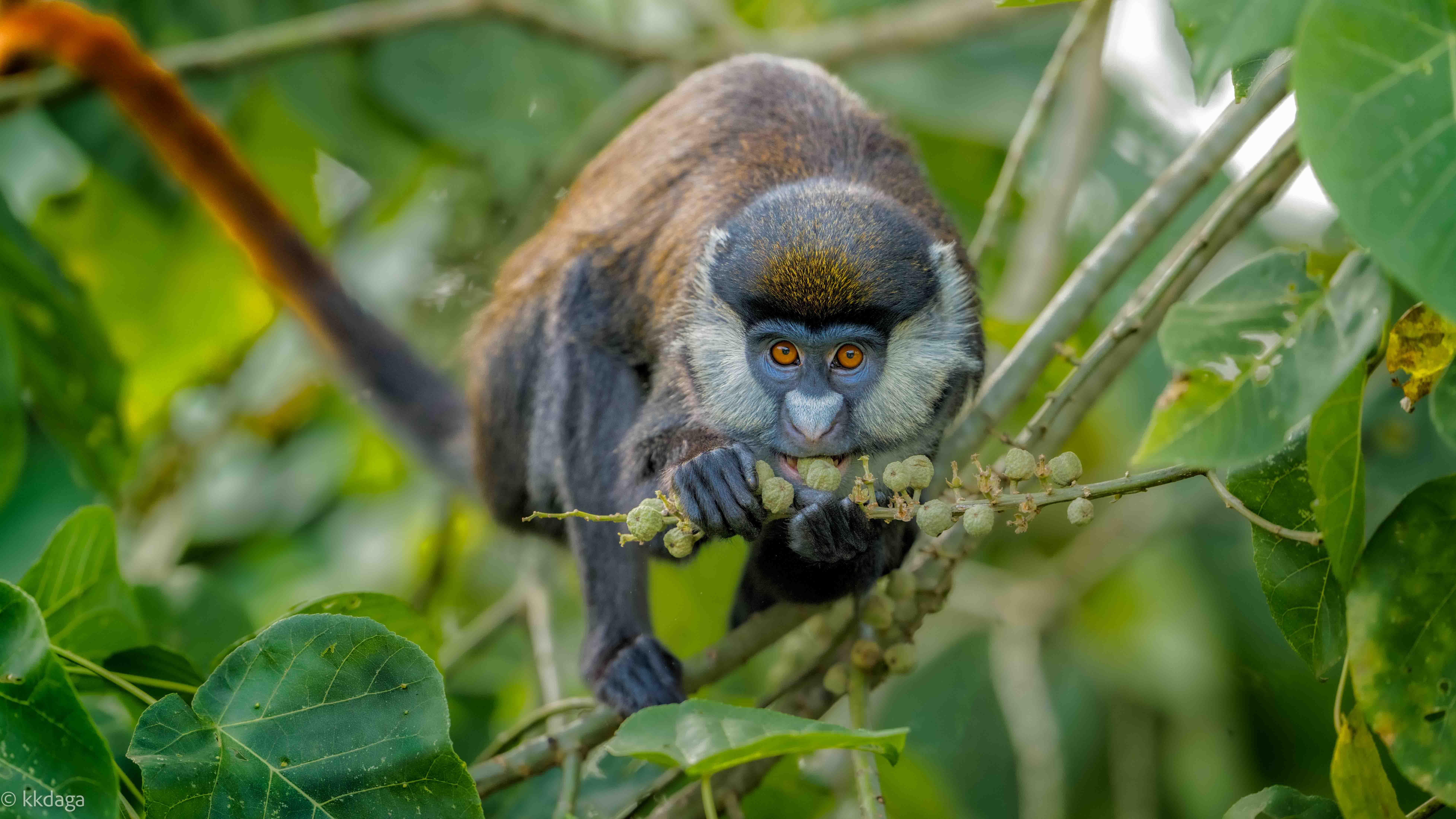 Red-tailed Monkey, Primate, Uganda