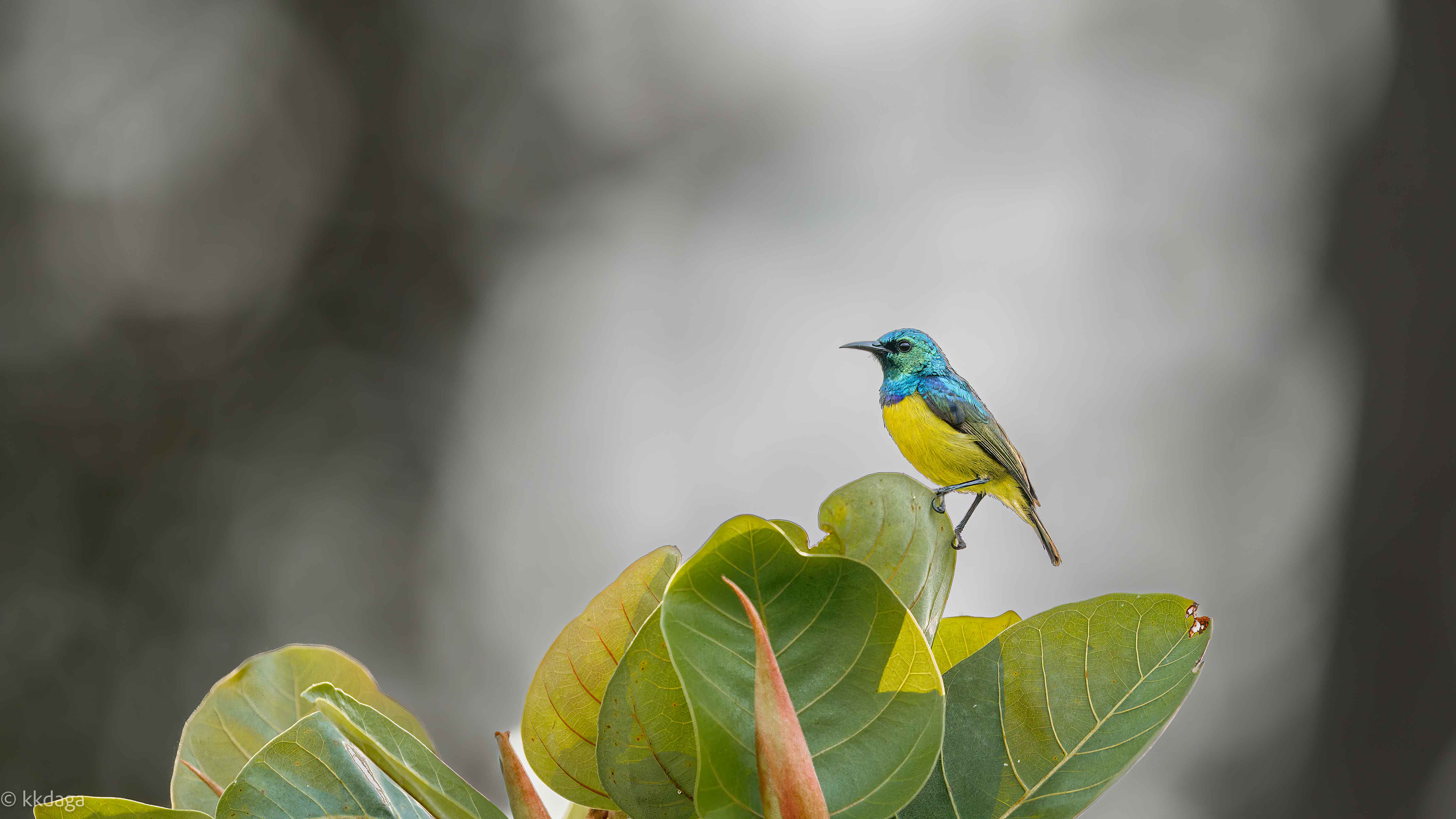 Sunbird, Uganda, Collared Sunbird, Sunbird