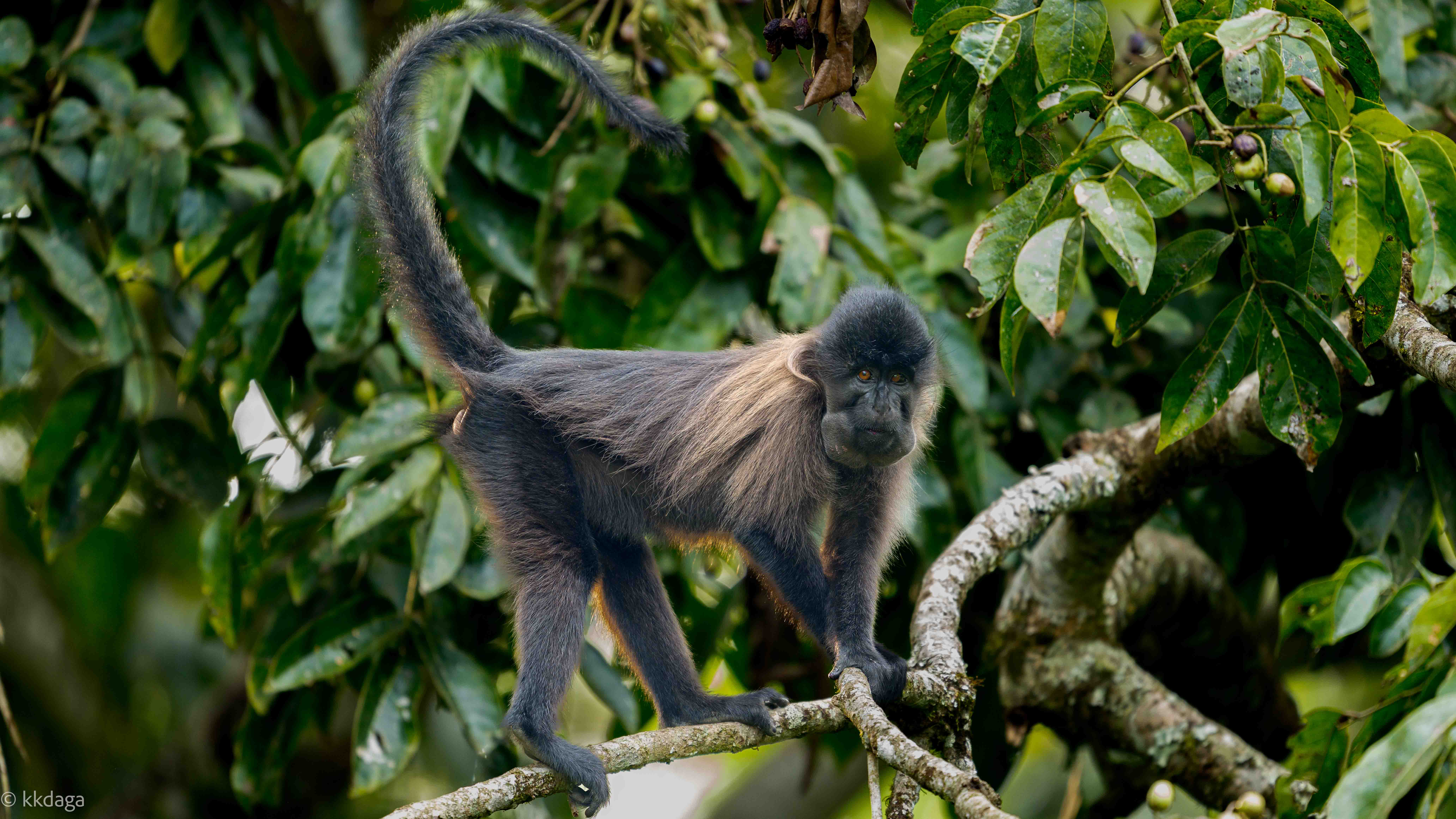 Grey-Cheeked Mangabey, Primate, Uganda